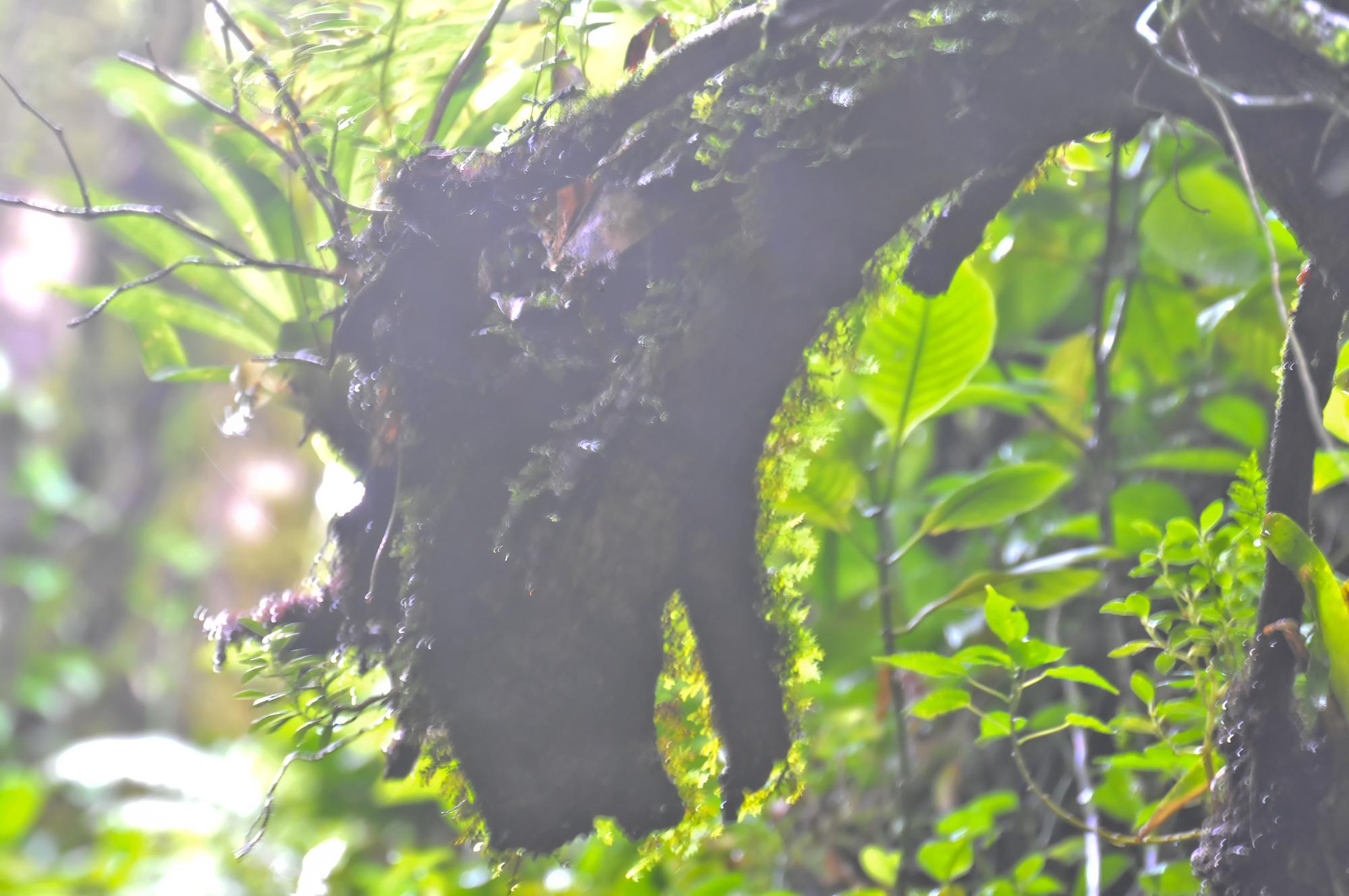 ./20120102_Tree_Dragon__Mombacho_Volcano_Nicaragua_TC1_0158.jpg