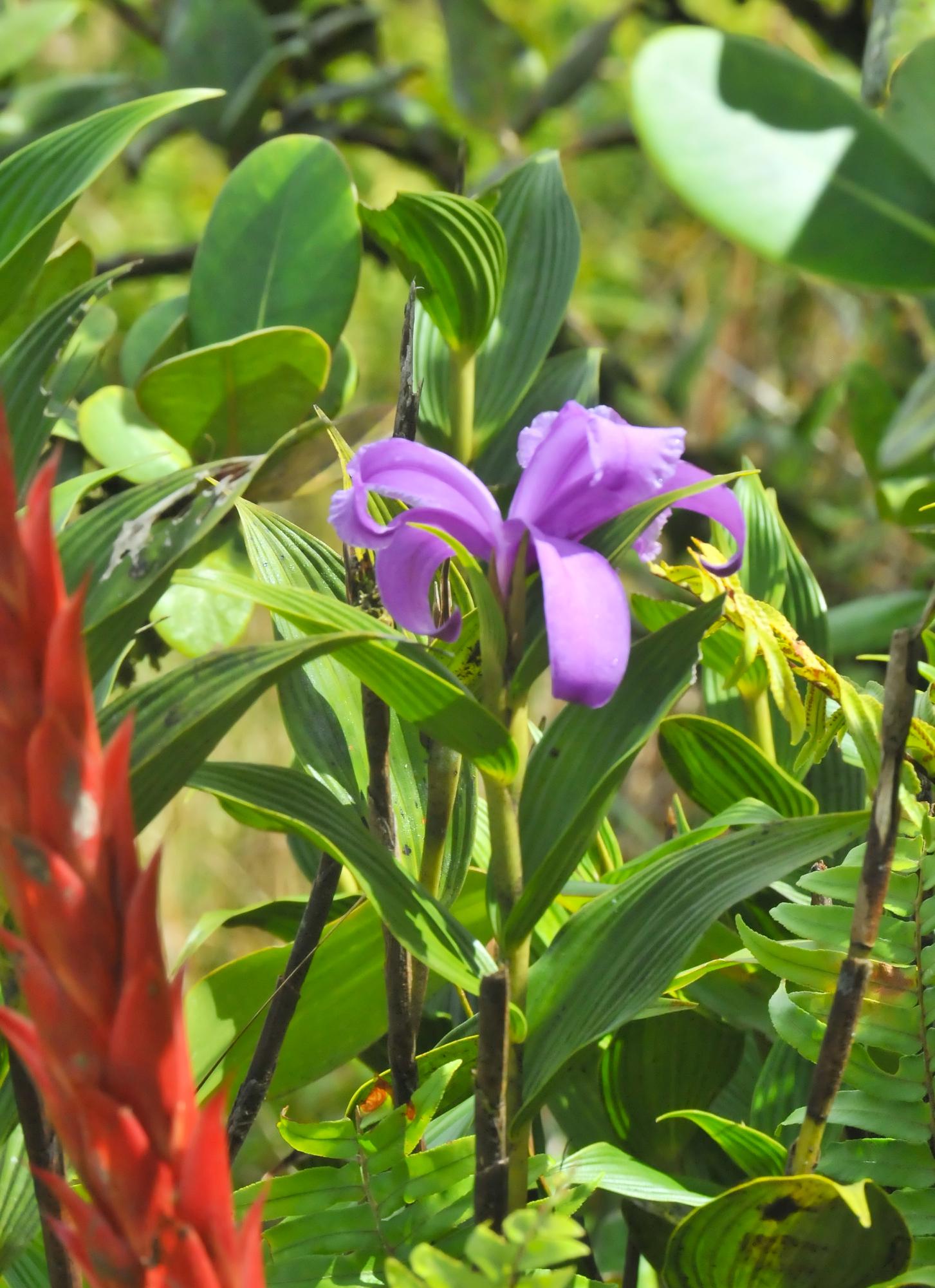 ./20120104_Purple_Orchid_Mombacho_Volcano_Nicaragua_TC1_0196.jpg