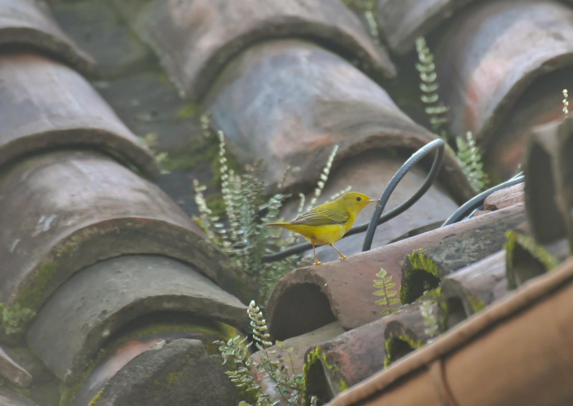 ./20120105_Yellow_Warbler_Leon_Nicaragua_TC1_0215.jpg