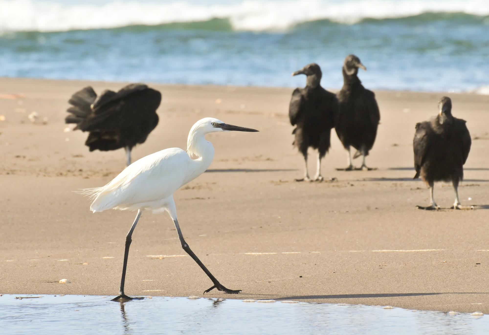 ./20120106_Great_Egret_Leon_Nicaragua_TC1_0280.jpg