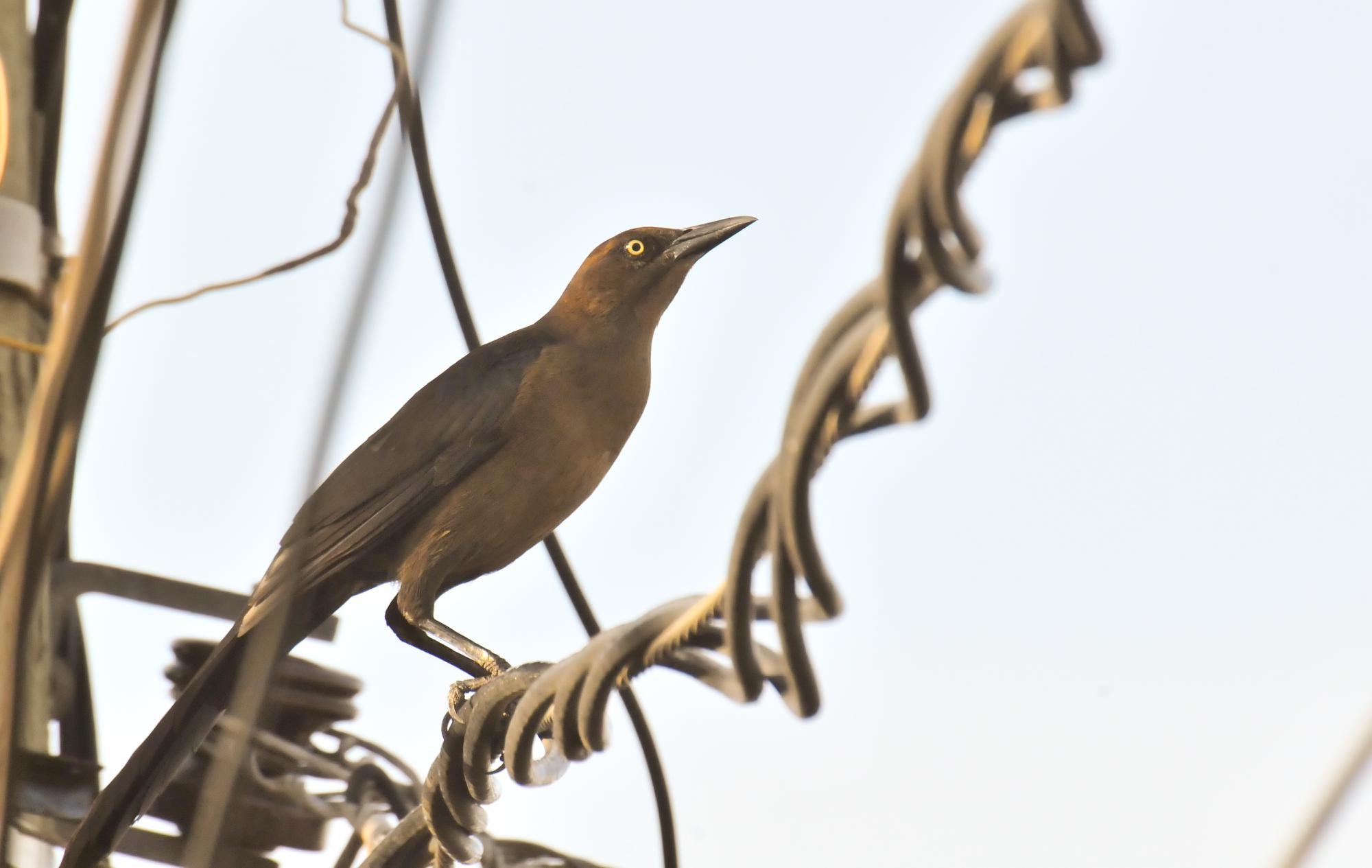 ./20120107_Nicaraguan_Grackle_Leon_Nicaragua_TC1_0280.jpg