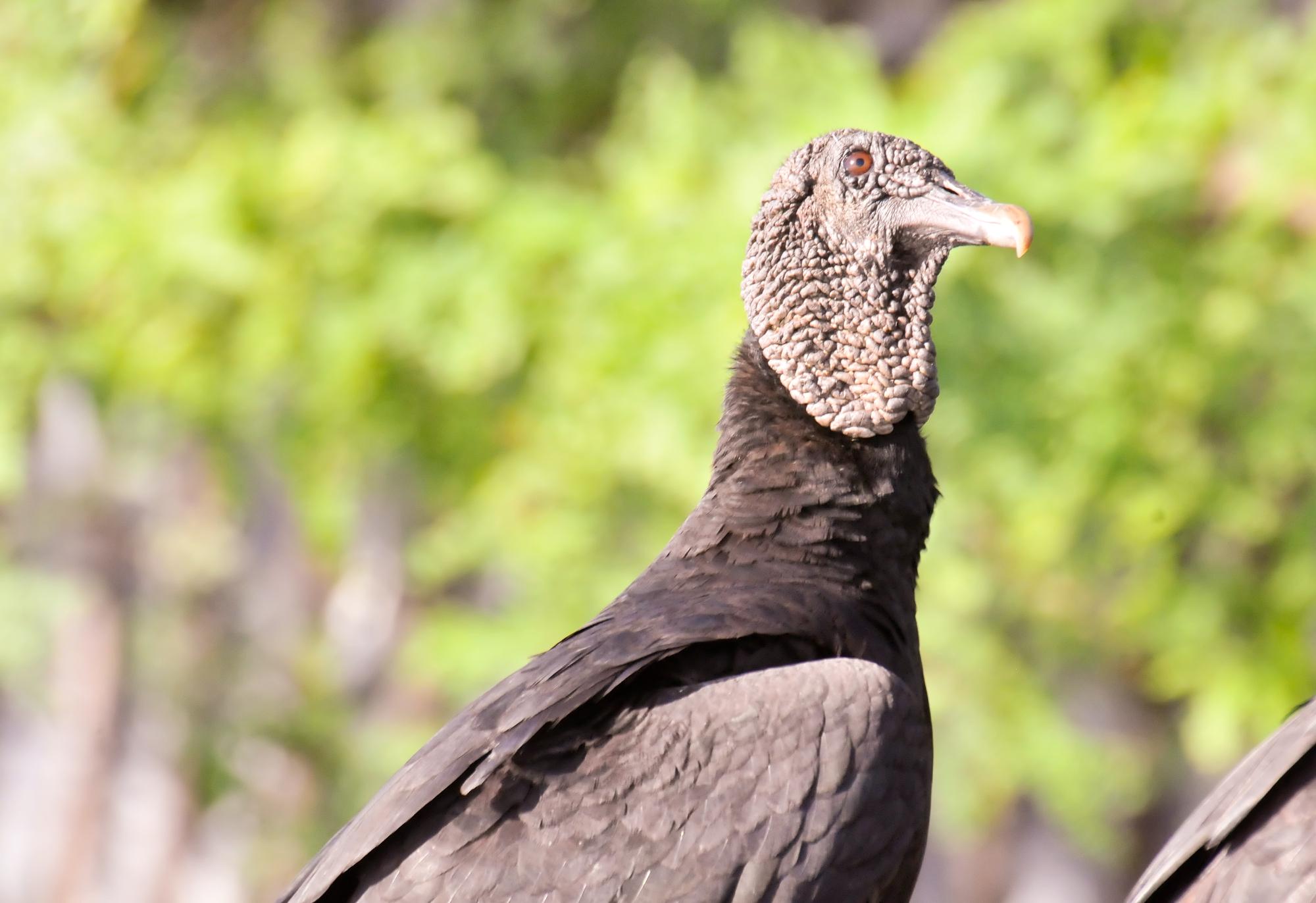 ./20120108_Black_Vulture_Leon_Nicaragua_TC1_0244.jpg