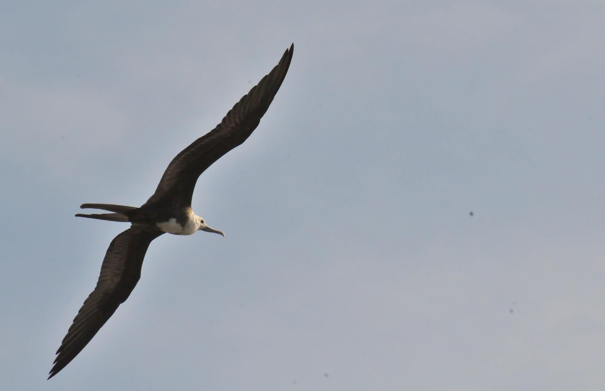 ./20120110_Magnificent_Frigatebird_Leon_Nicaragua_TC1_0252.jpg