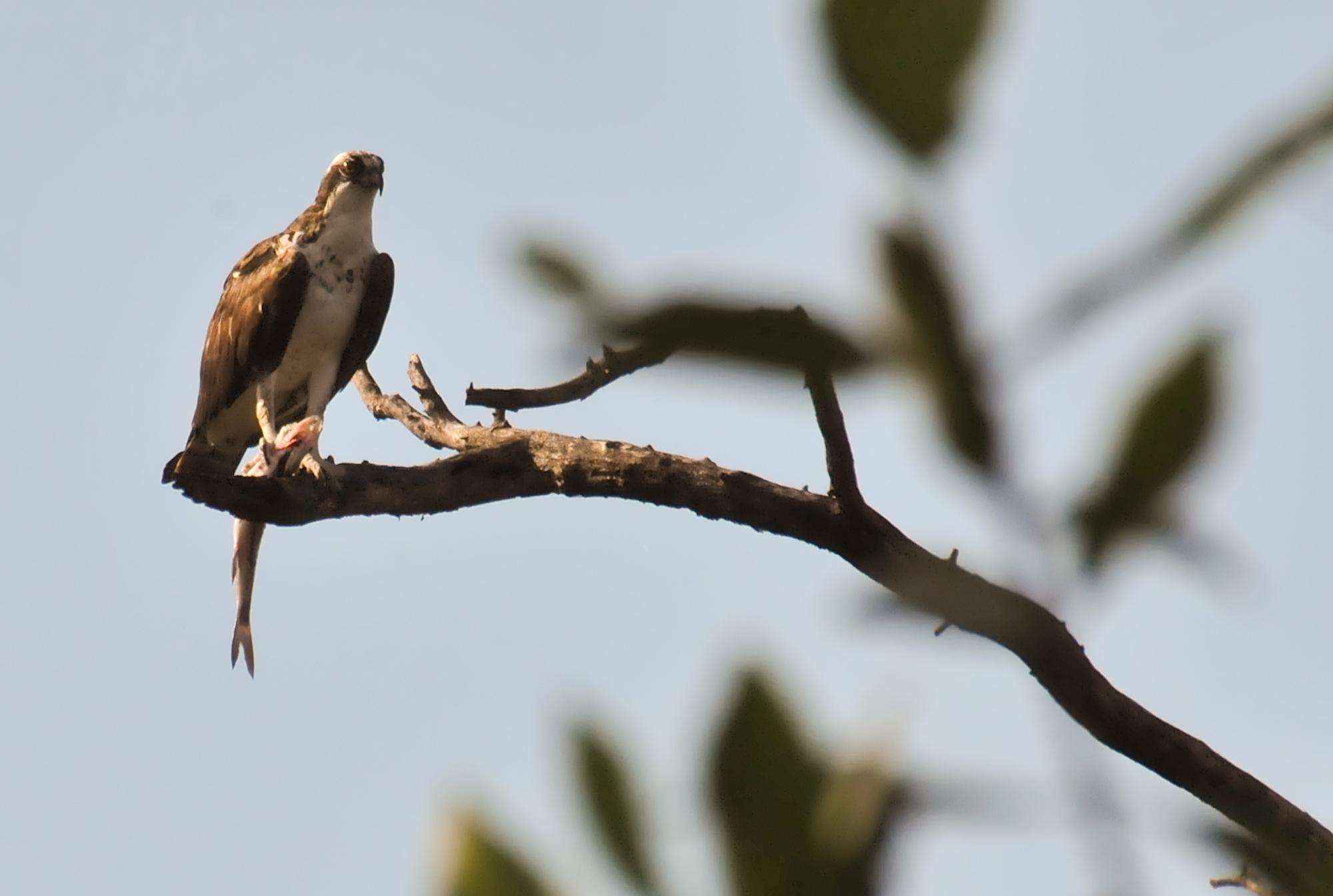 ./20120112_Osprey_Fishing_Leon_Nicaragua_TC1_0314.jpg