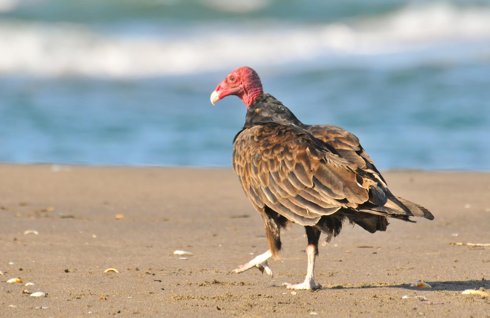 ./20120113_Turkey_Vulture_Leon_Nicaragua_TC1_0283.jpg