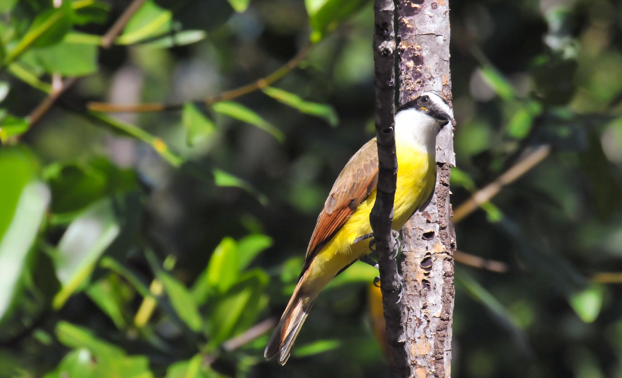 ./20120114_Great_Kiskadee_Mangroves_Leon_Nicaragua_TC1_0329.jpg