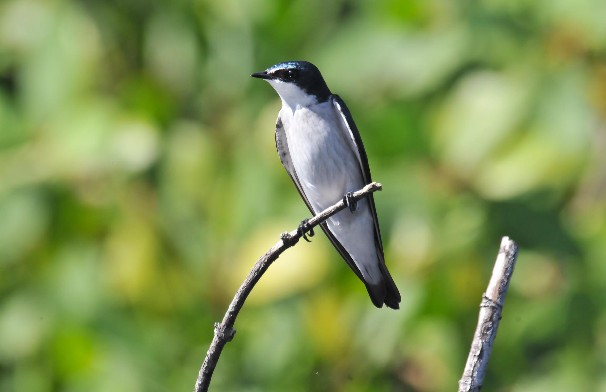 ./20120115_Mangrove_Swallow_Leon_Nicaragua_TC1_0343.jpg