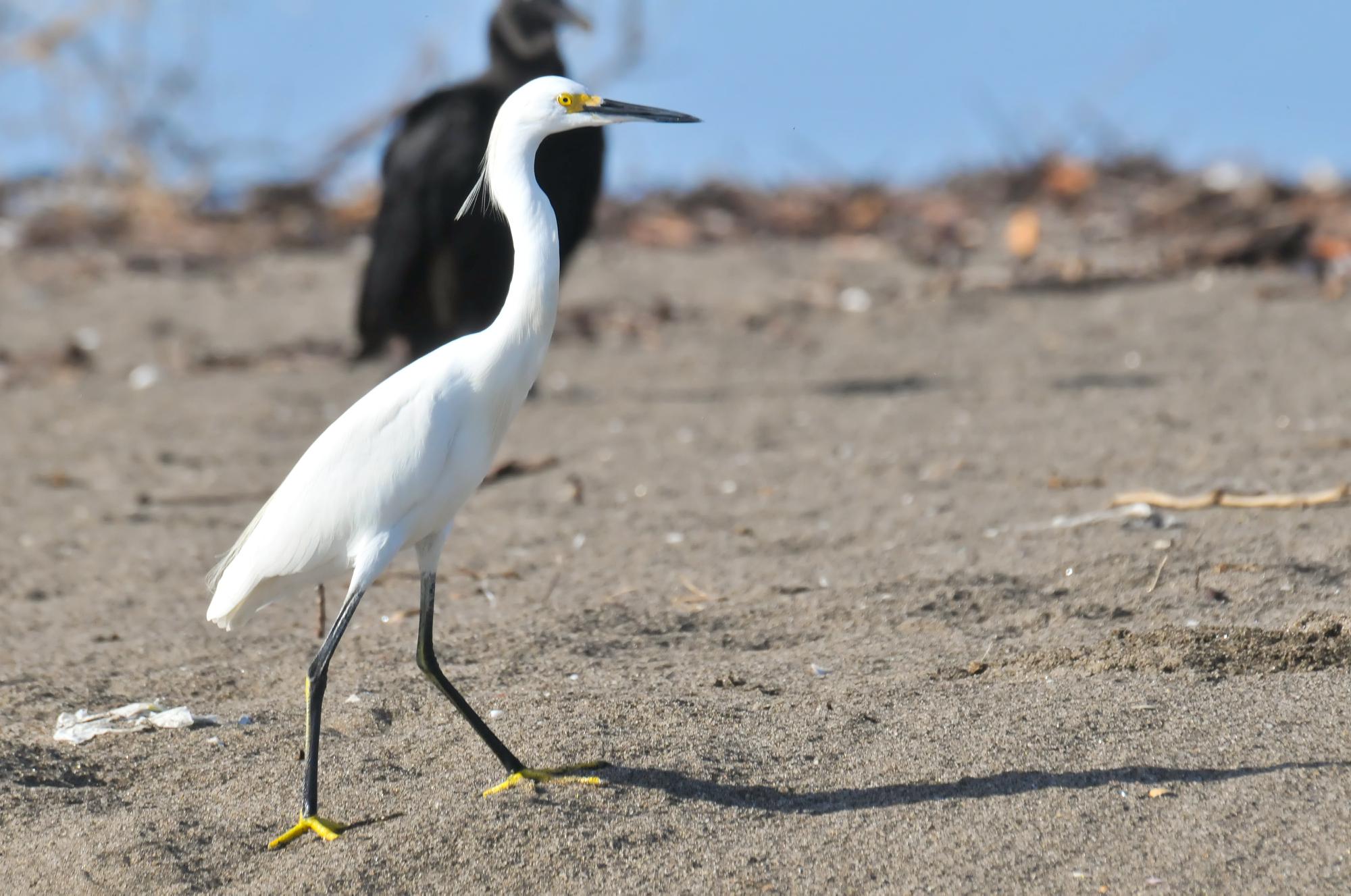 ./20120116_Snowy_Egret_Leon_Nicaragua_TC1_0288.jpg