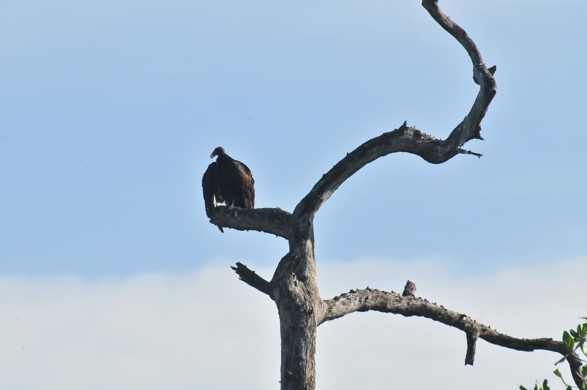 ./20120119_Turkey_Vulture_Leon_Nicaragua_TC1_0300.jpg