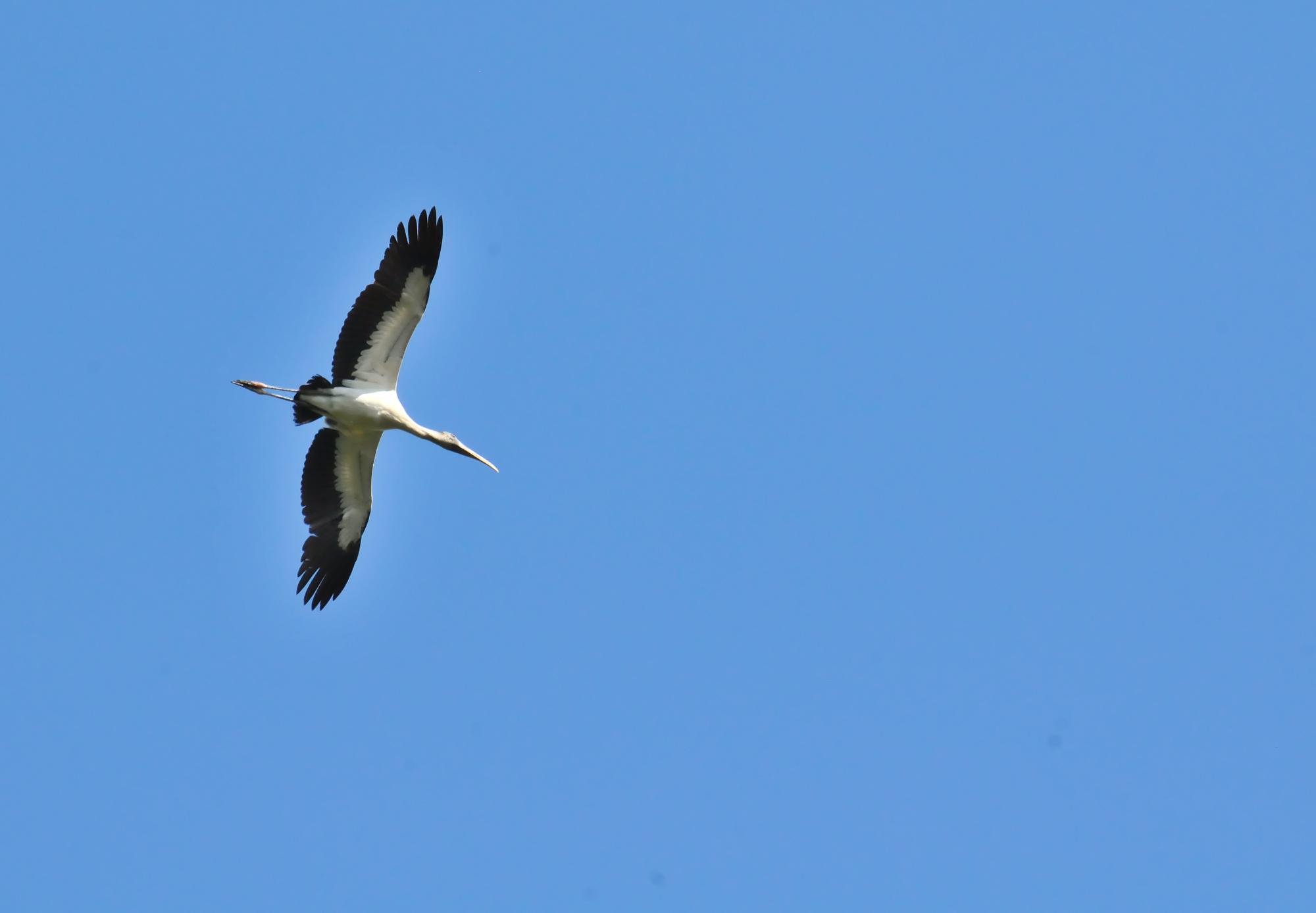 ./20120120_Wood_Stork_Underneath_Leon_Nicaragua_TC1_0347.jpg