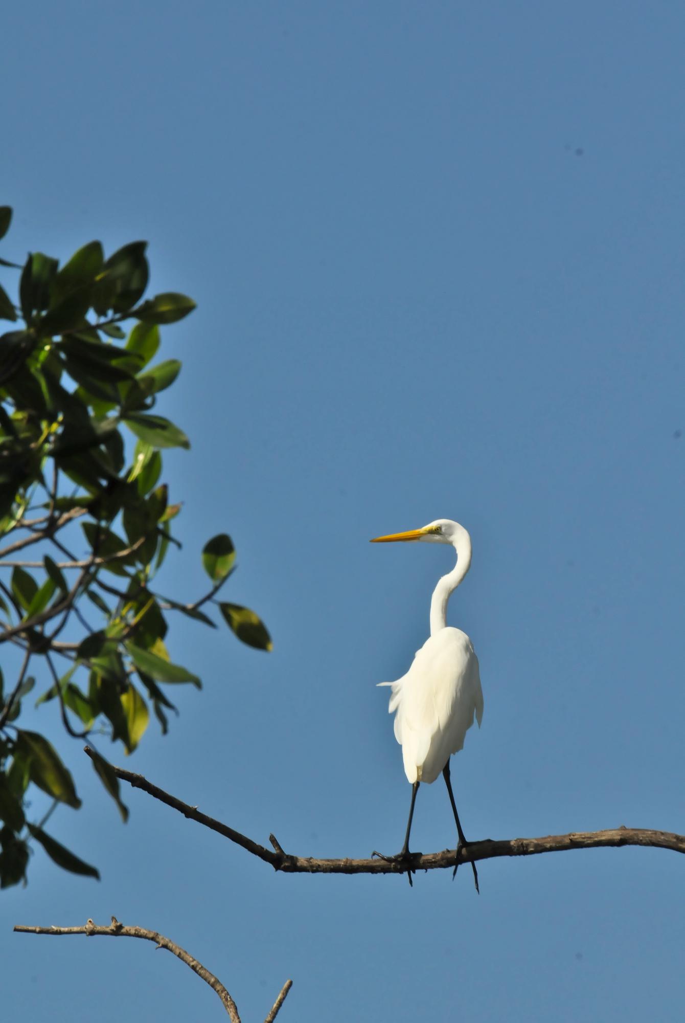 ./20120121_Great_Egret_Leon_Nicaragua_TC1_0356.jpg