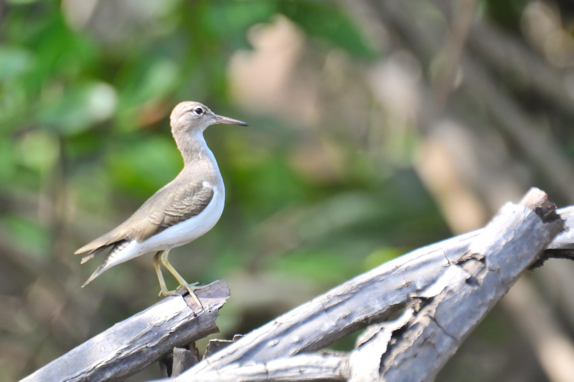 ./20120122_Spotted_Sandpiper_Leon_Nicaragua_TC1_0358.jpg