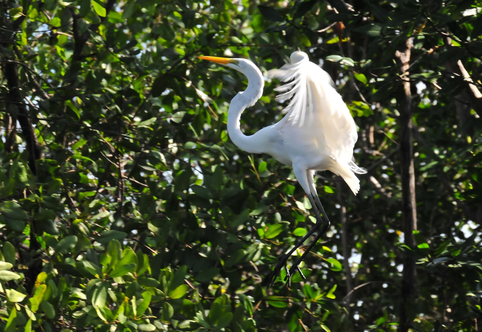 ./20120123_Great_Egret_Leon_Nicaragua_TC1_0280.jpg