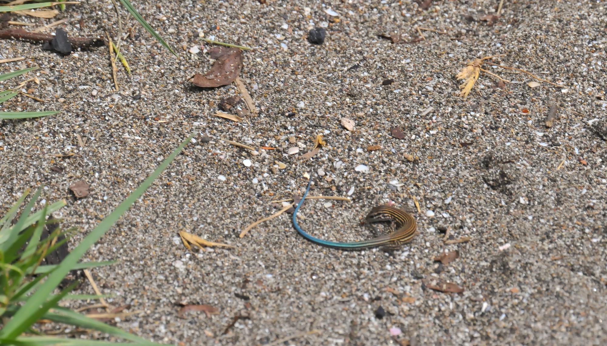 ./20120124_Blue_Tailed_Lizard_Skink_Leon_Nicaragua_TC1_0379.jpg