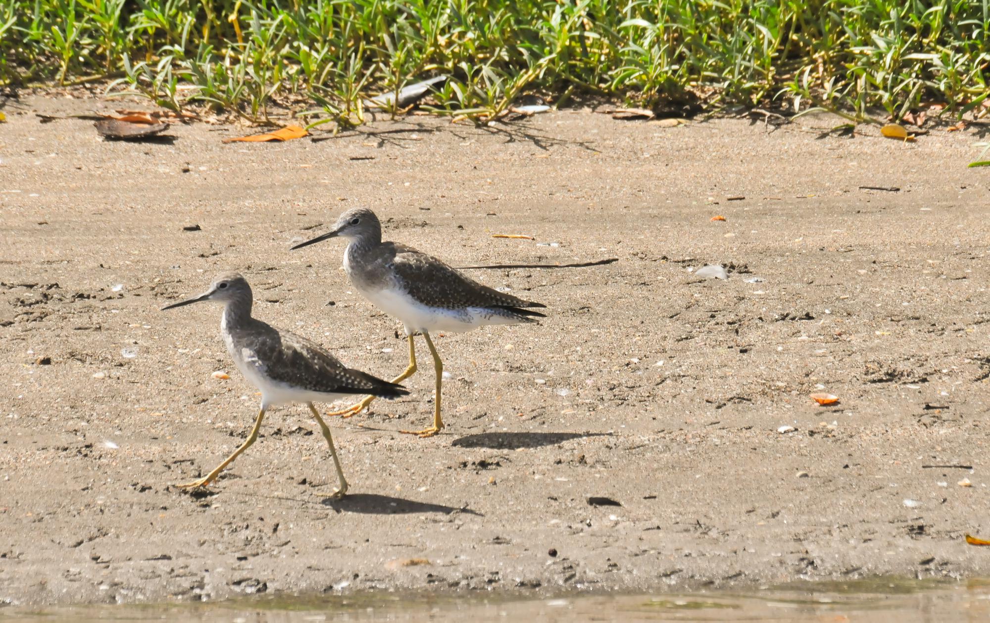 ./20120125_Pair_Of_Greater_Yellowlegs_Leon_Nicaragua_TC1_0419.jpg