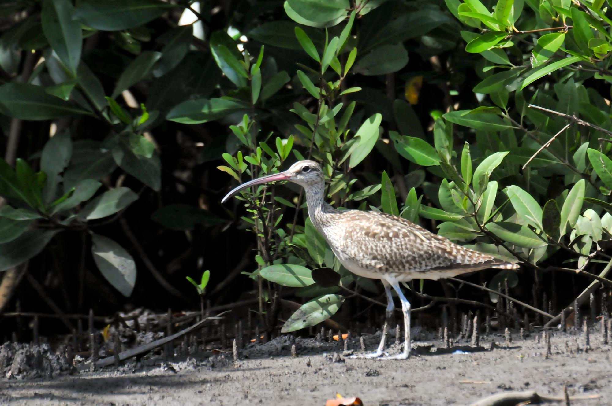 ./20120126_Whimbrel_Leon_Nicaragua_TC1_0391.jpg