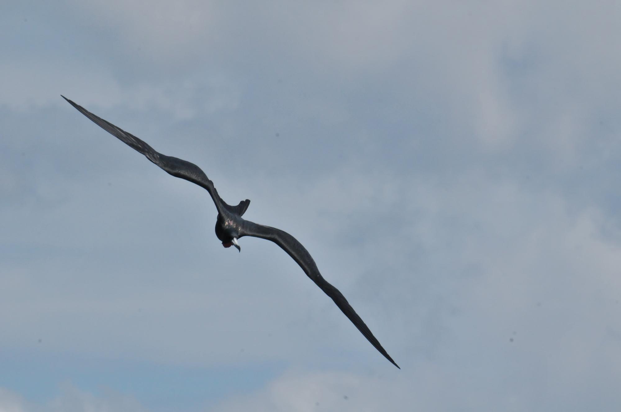 ./20120127_Magnificent_Frigatebird_Leon_Nicaragua_TC1_0252.jpg