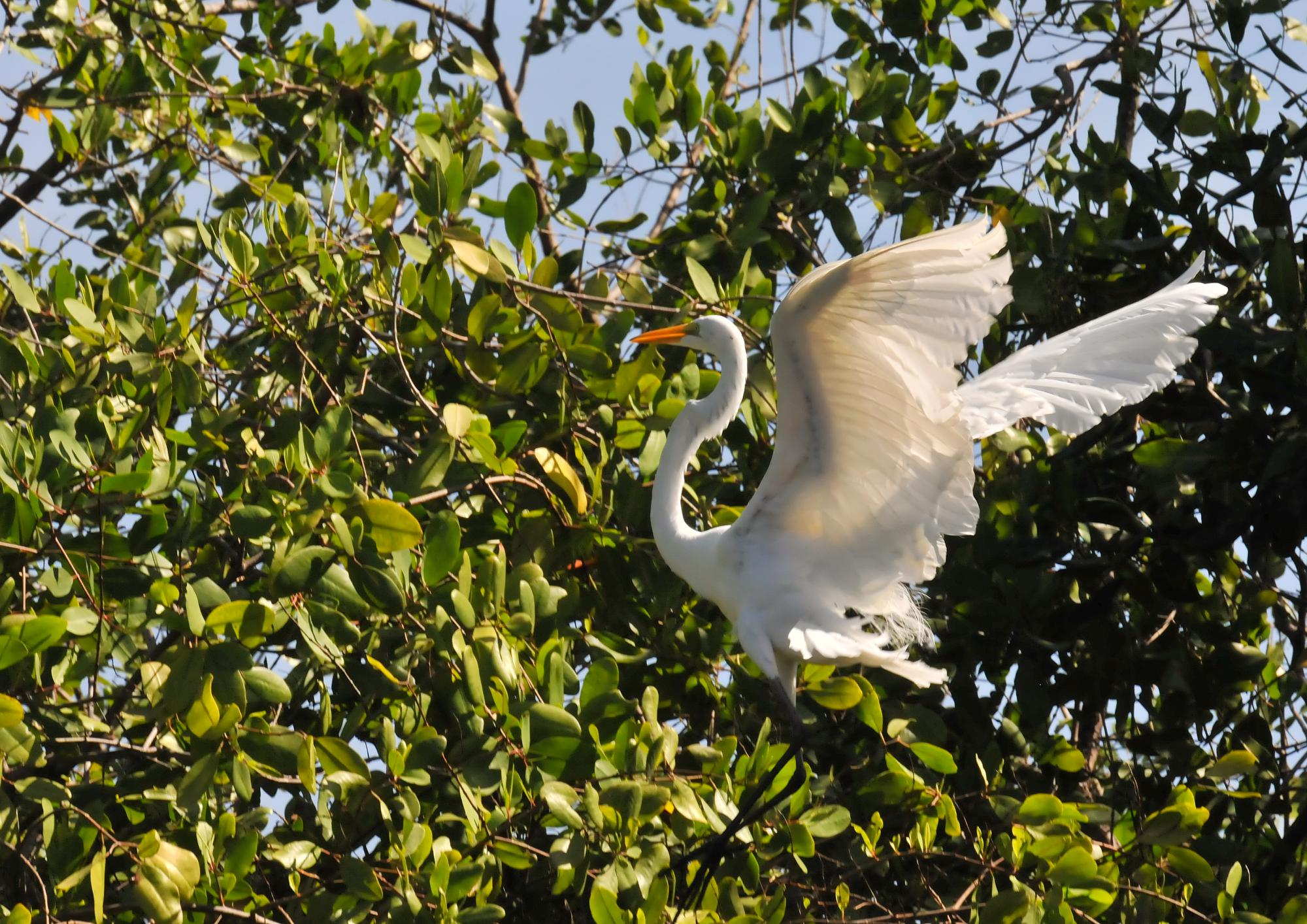 ./20120128_Great_Egret_Leon_Nicaragua_TC1_0280.jpg