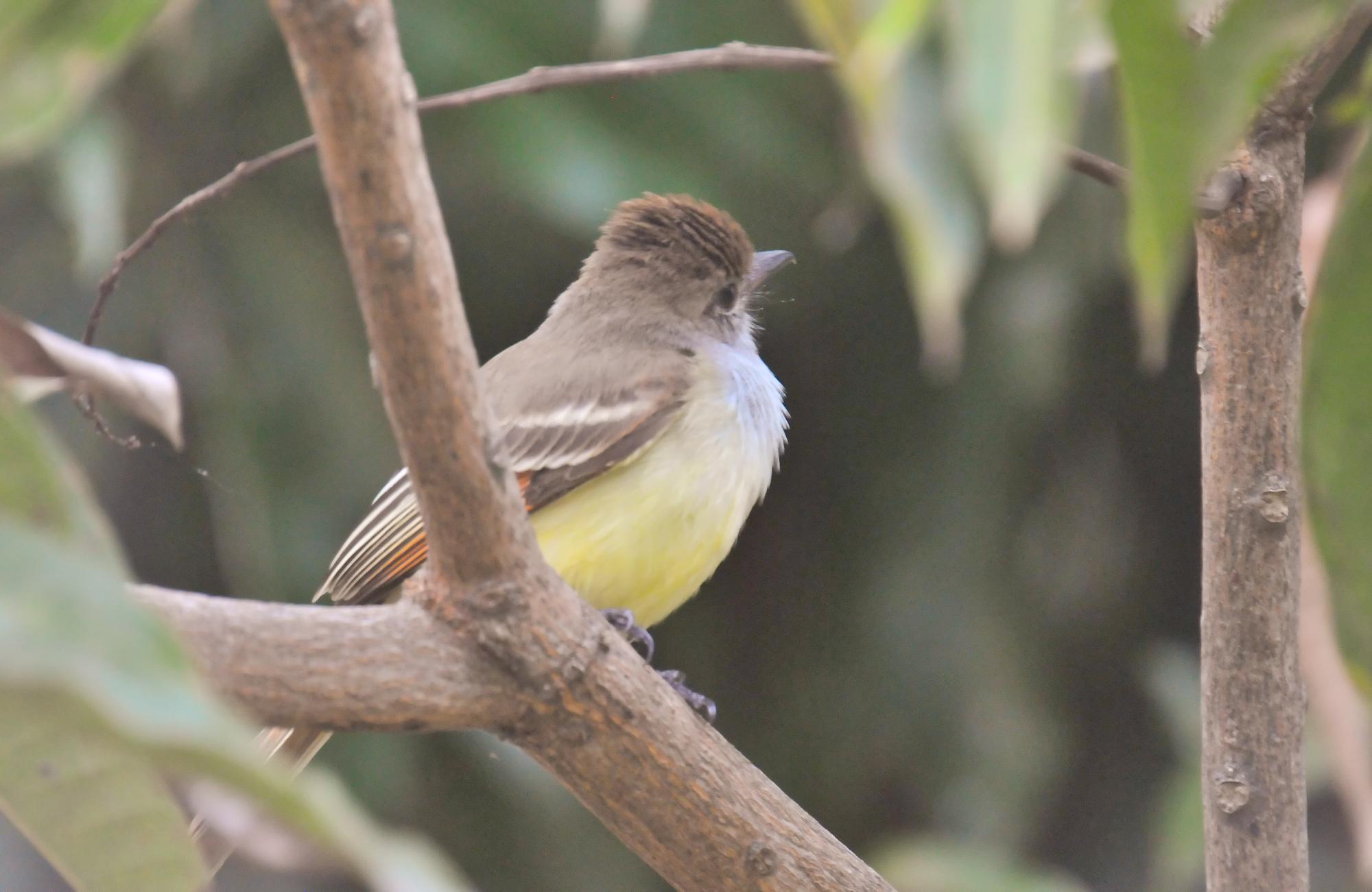 ./20120131_Ash-Throated_Fycatcher_Ometepe_Island_Lake_Nicaragua_TC1_0496.jpg