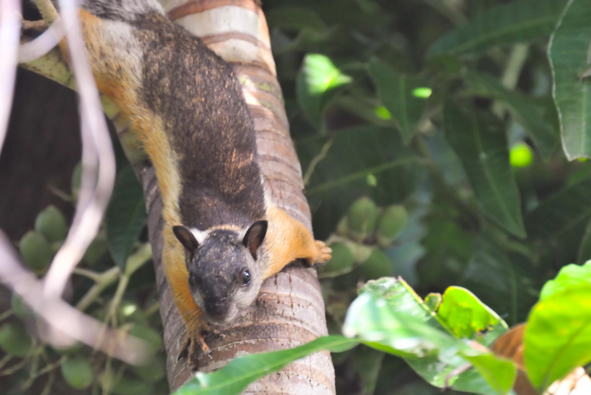 ./20120202_Nicaraguan_Squirrel_Ometepe_Island_Lake_Nicaragua_TC1_0521.jpg