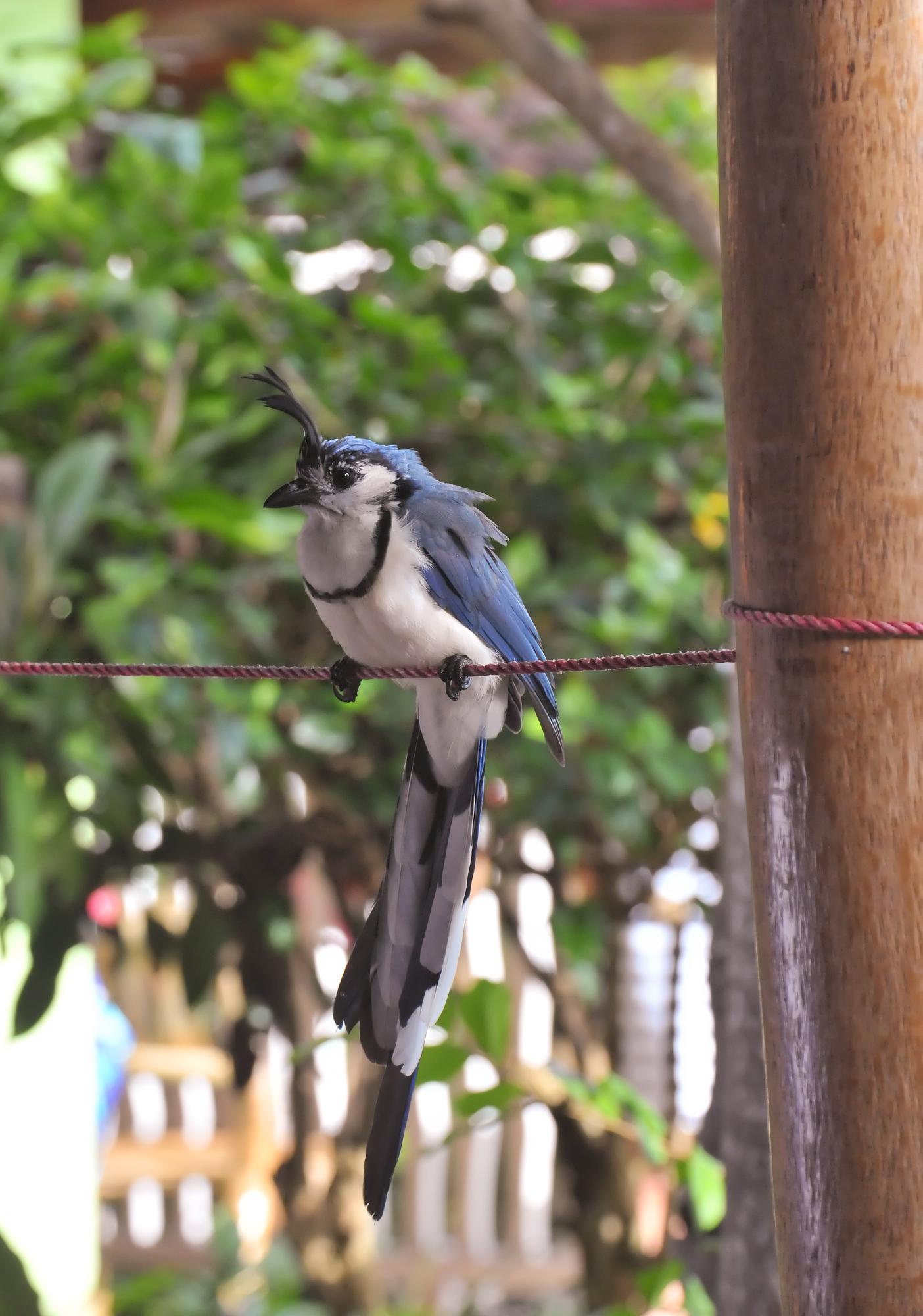 ./20120204_White-Throated_Magpie_Jay_Ometepe_Island_Lake_Nicaragua_TC1_0526.jpg