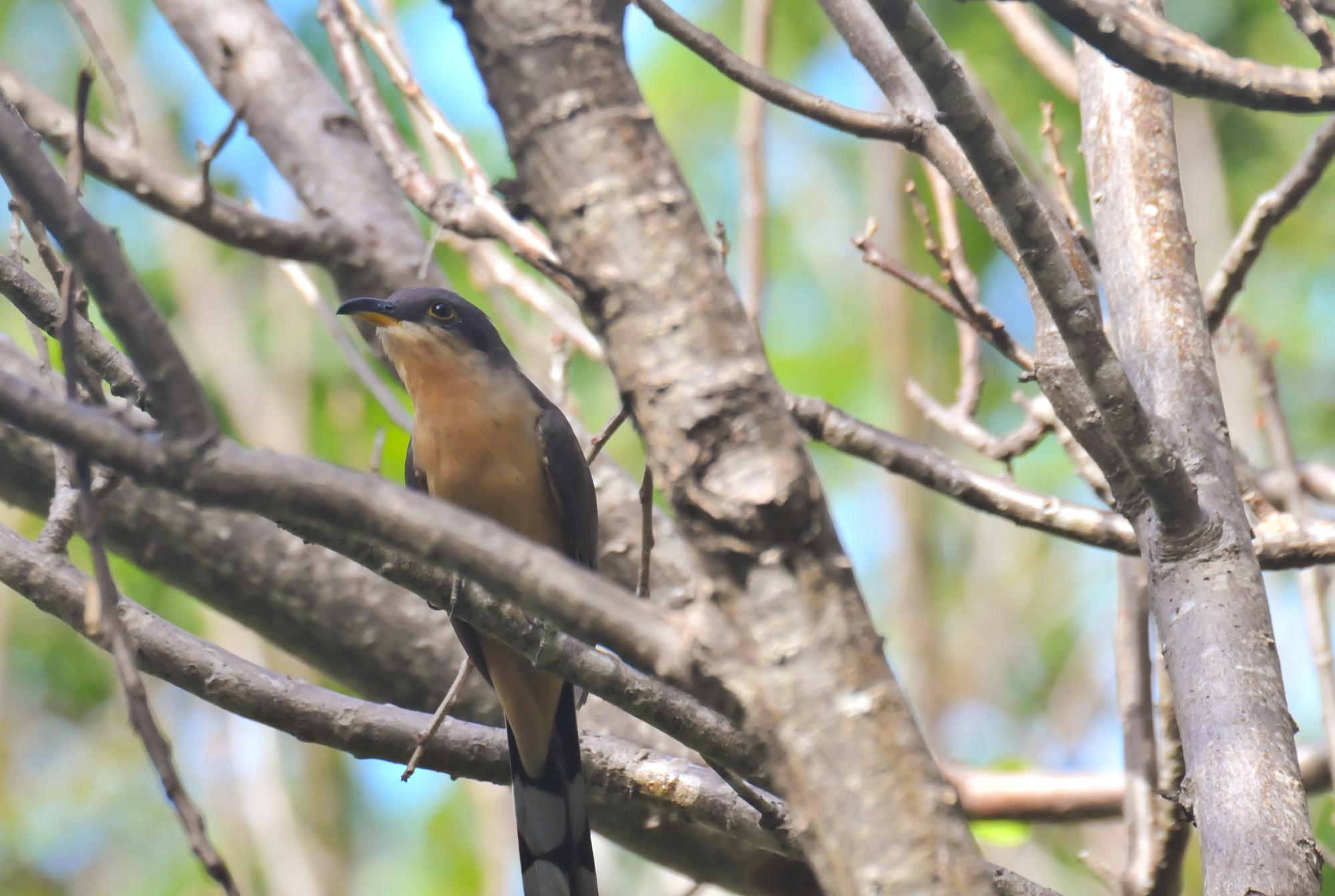 ./20120205_Mangrove_Cuckoo_Ometepe_Island_Lake_Nicaragua_Nicaragua_TC1_0576.jpg