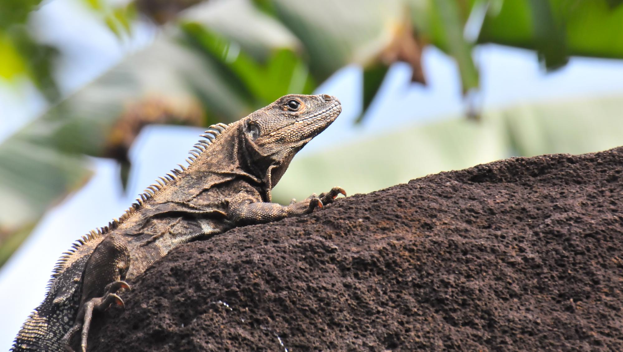 ./20120207_Iguana_Ometepe_Island_Lake_Nicaragua_Nicaragua_TC1_0617.jpg