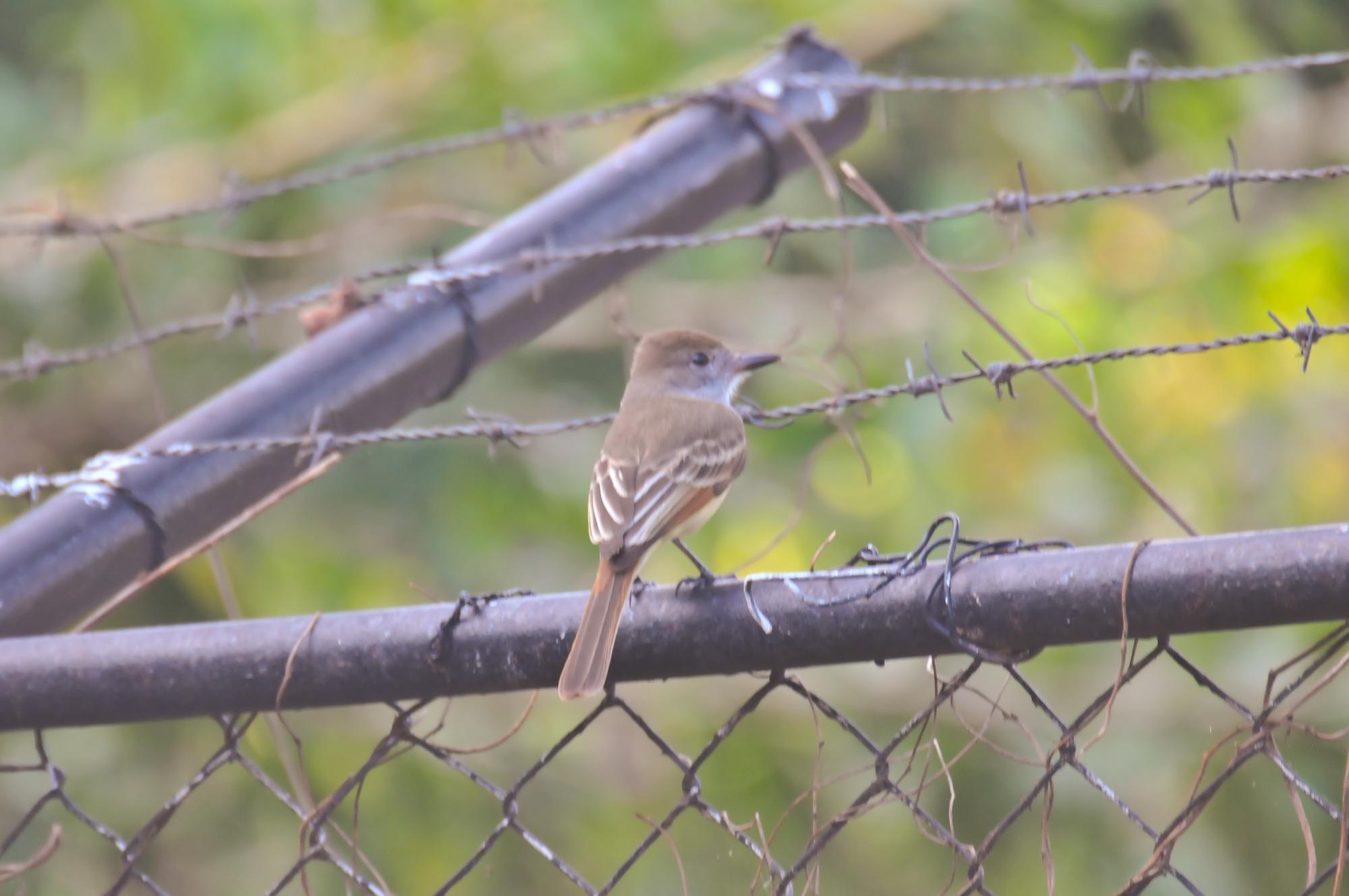 ./20120209_Ash-throated_Flycatcher_Ometepe_Island_Lake_Nicaragua_TC1_0496.jpg