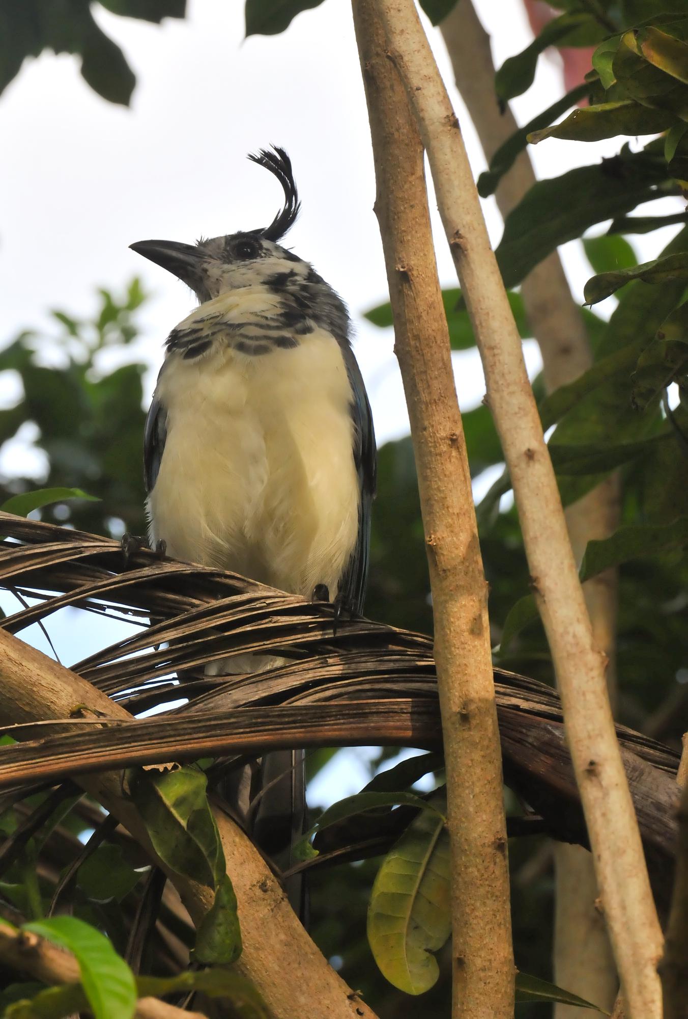 ./20120210_White-throated_Magpie_Jay_Ometepe_Island_Lake_Nicaragua_TC1_0523.jpg