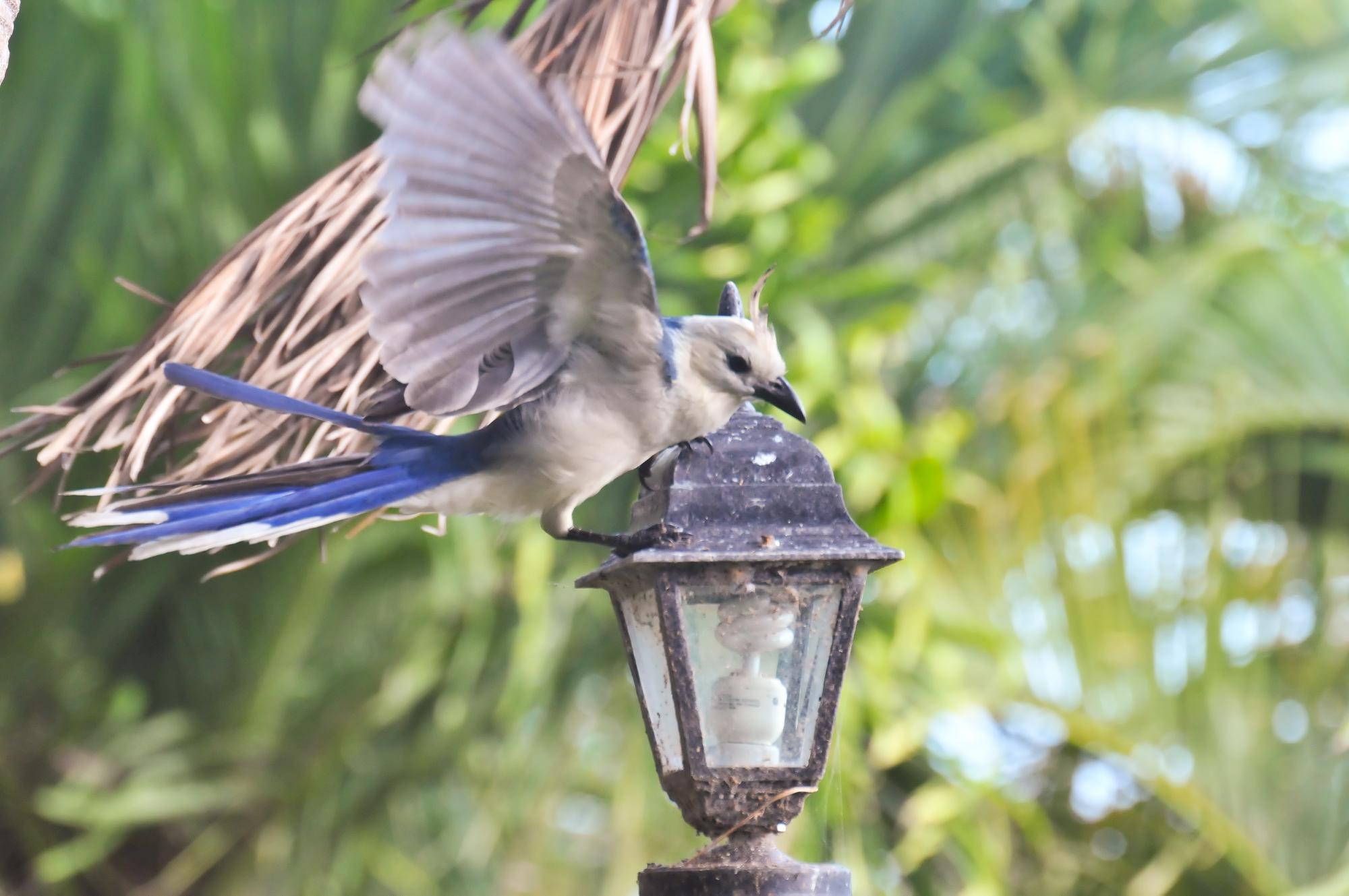 ./20120211_Juvenile_Magpie_Jay_Ometepe_Island_Lake_Nicaragua_TC1_0541.jpg