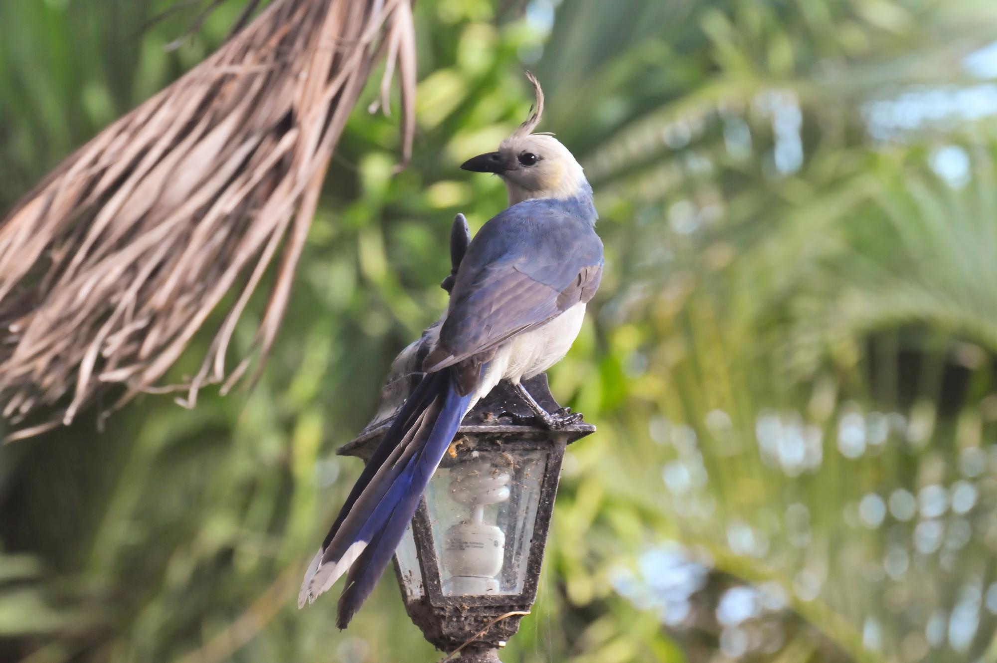 ./20120213_White-Throated_Magpie_Jay_Ometepe_Island_Nicaragua_TC1_0544.jpg