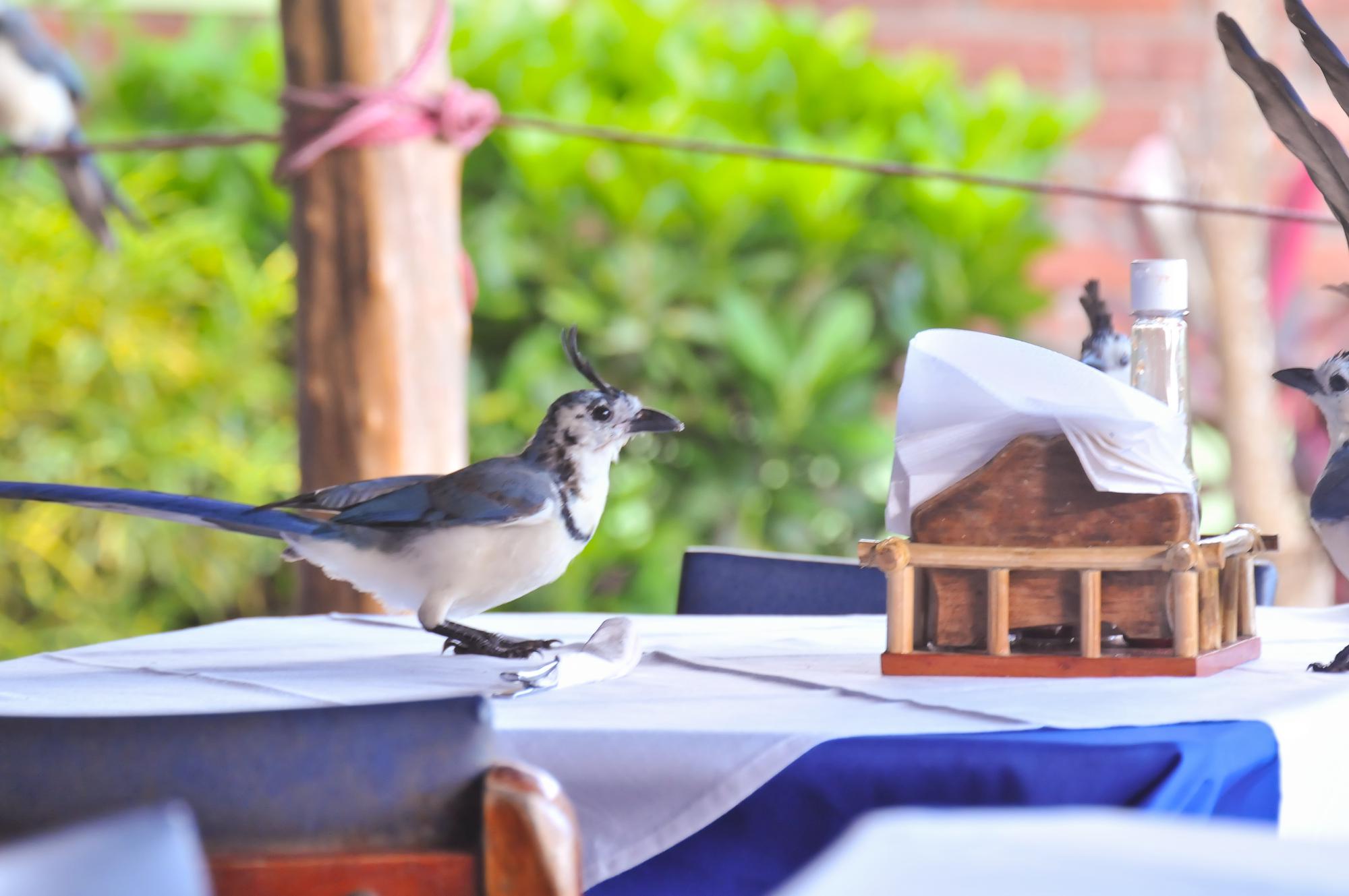 ./20120219_White-Throated_Magpie_Jay_Ometepe_Island_Nicaragua_TC1_0553.jpg