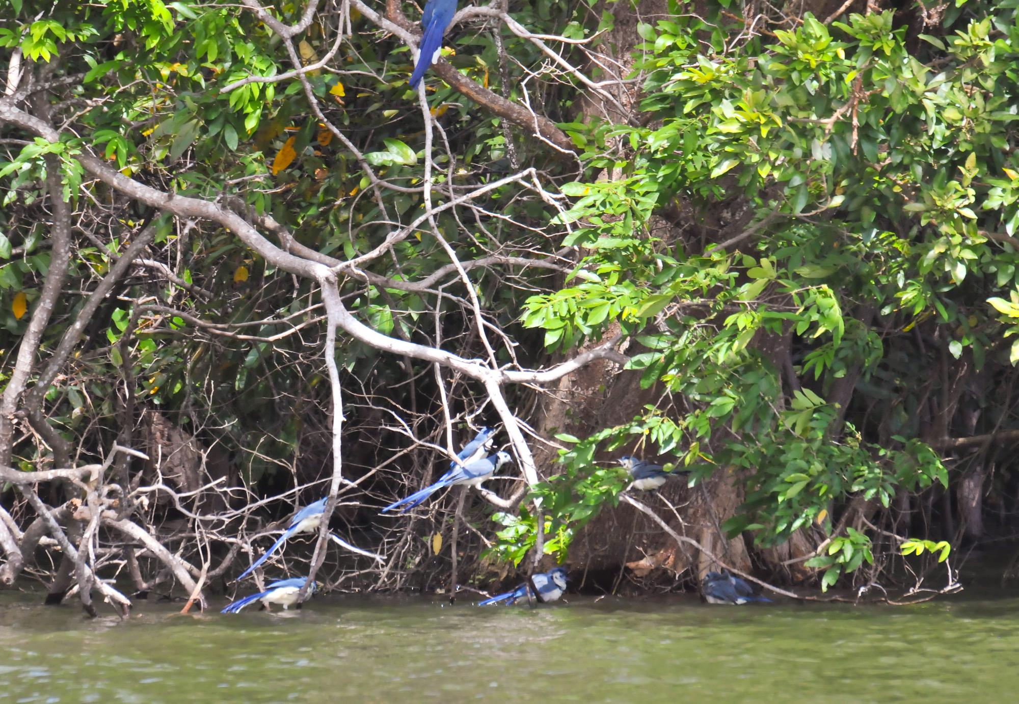 ./20120221_White-throated_Magpie_Jay_Ometepe_Island_Lake_Nicaragua_TC1_0679.jpg