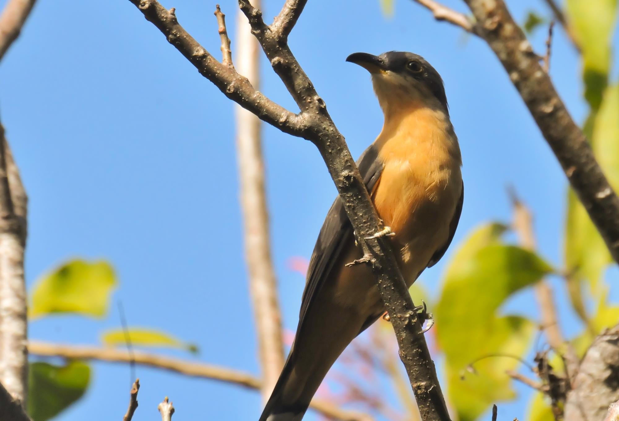 ./20120227_Mangrove_Cuckoo_Ometepe_Island_Lake_Nicaragua_TC1_0577.jpg