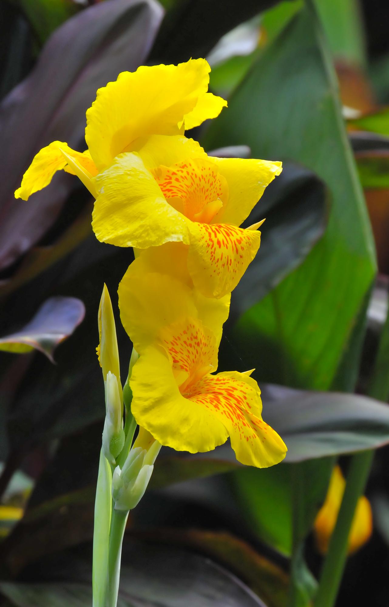 ./20120228_Yellow_Flower_Ometepe_Island_Lake_Nicaragua_TC1_0564.jpg