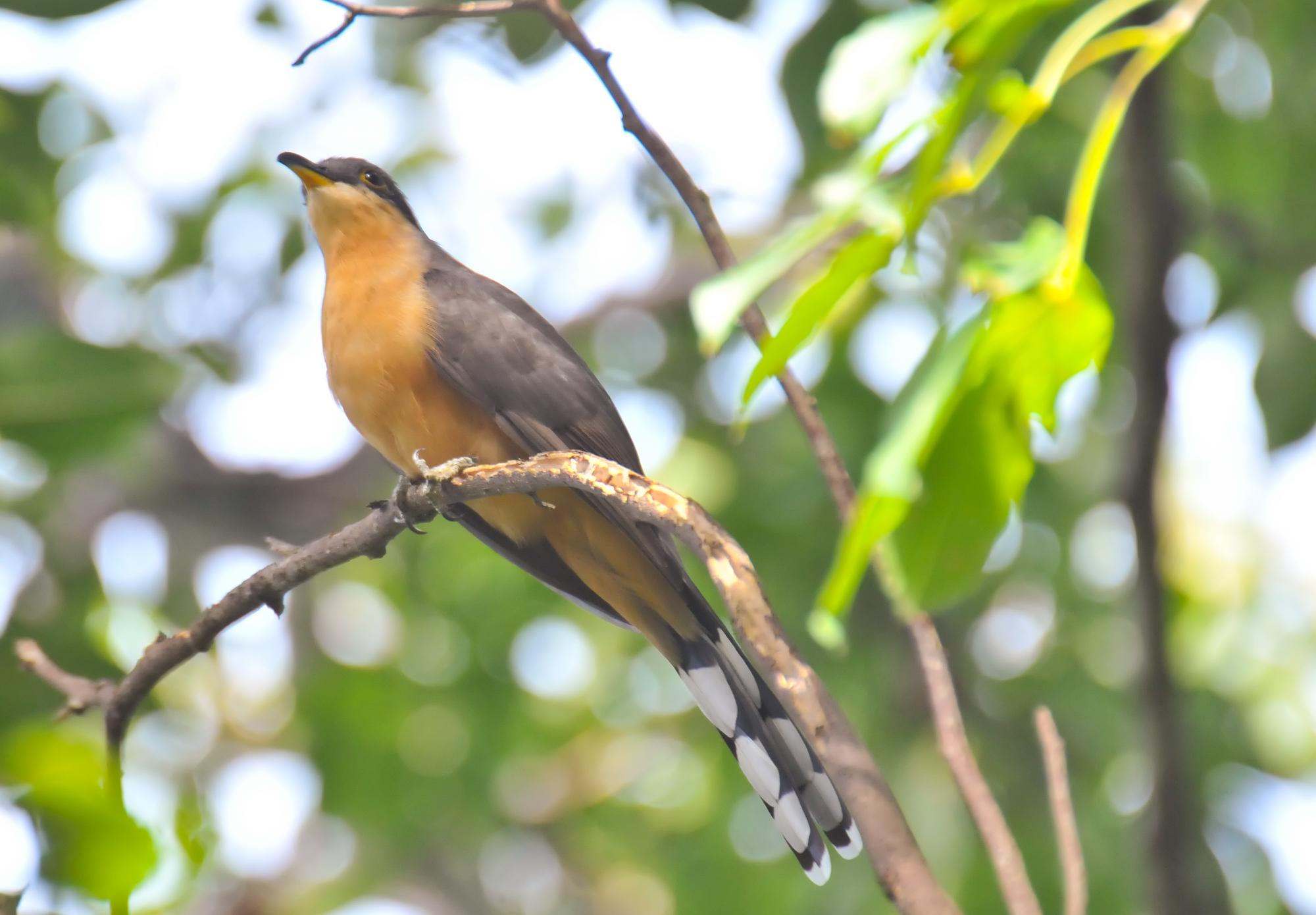 ./20120305_Mangrove_Cuckoo_Ometepe_Island_Lake_Nicaragua_Nicaragua_TC1_0586.jpg