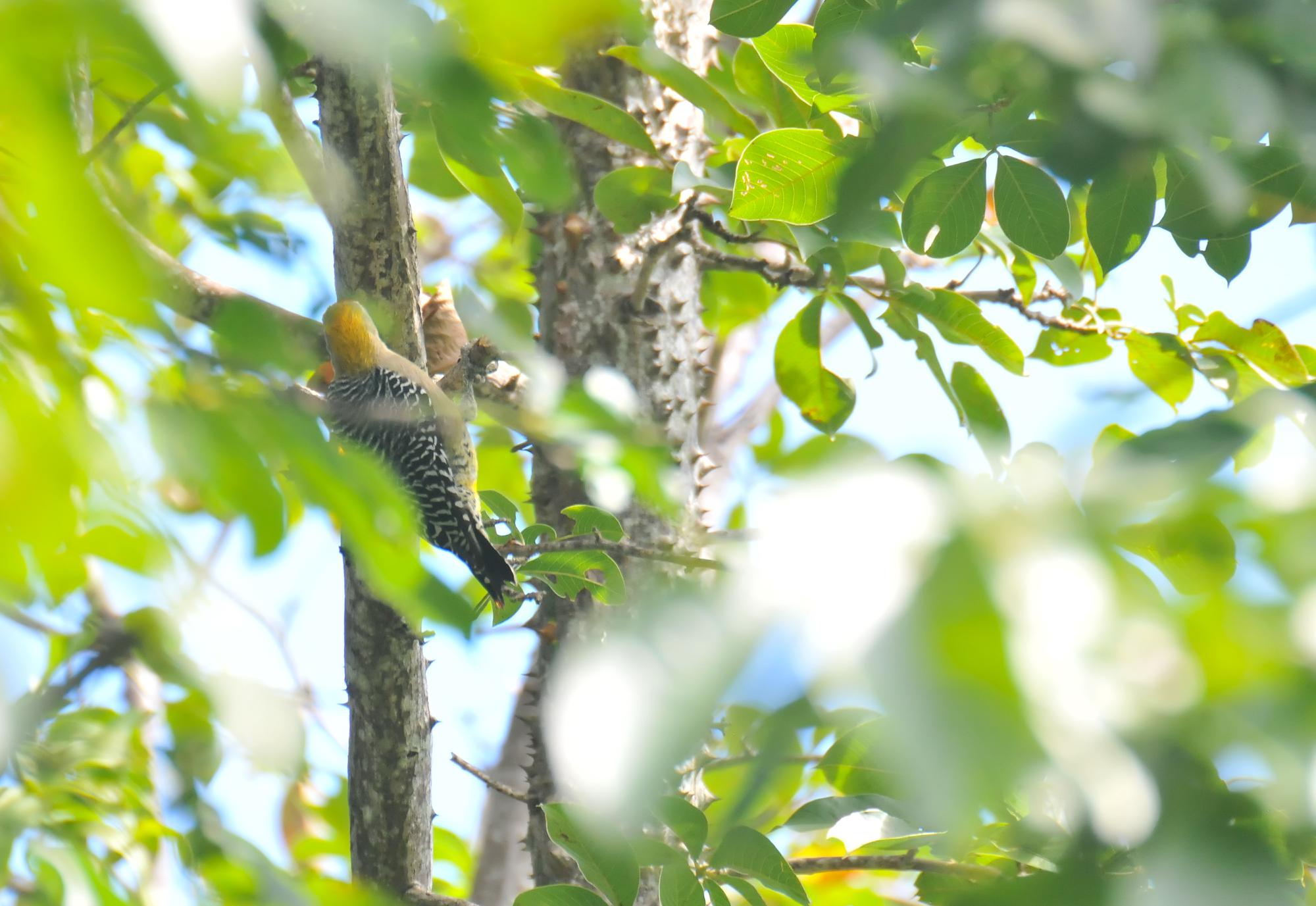 ./20120307_Hoffmans_Woodpecker_Ometgepe_Island_Lake_Nicaragua_TC1_0588.jpg