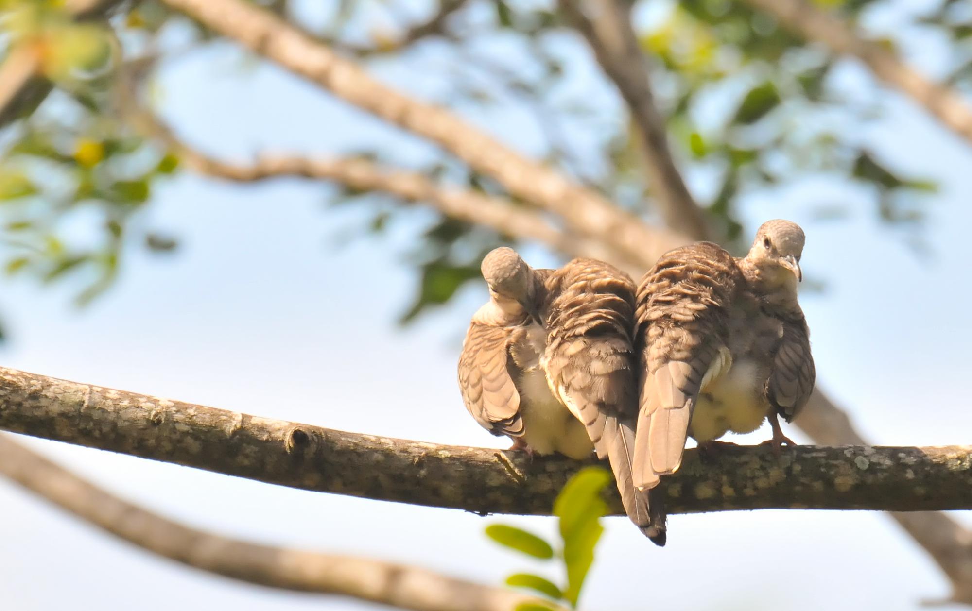 ./20120314_Inca_Dove_Ometepe_Island_Lake_Nicaragua_TC1_0596.jpg