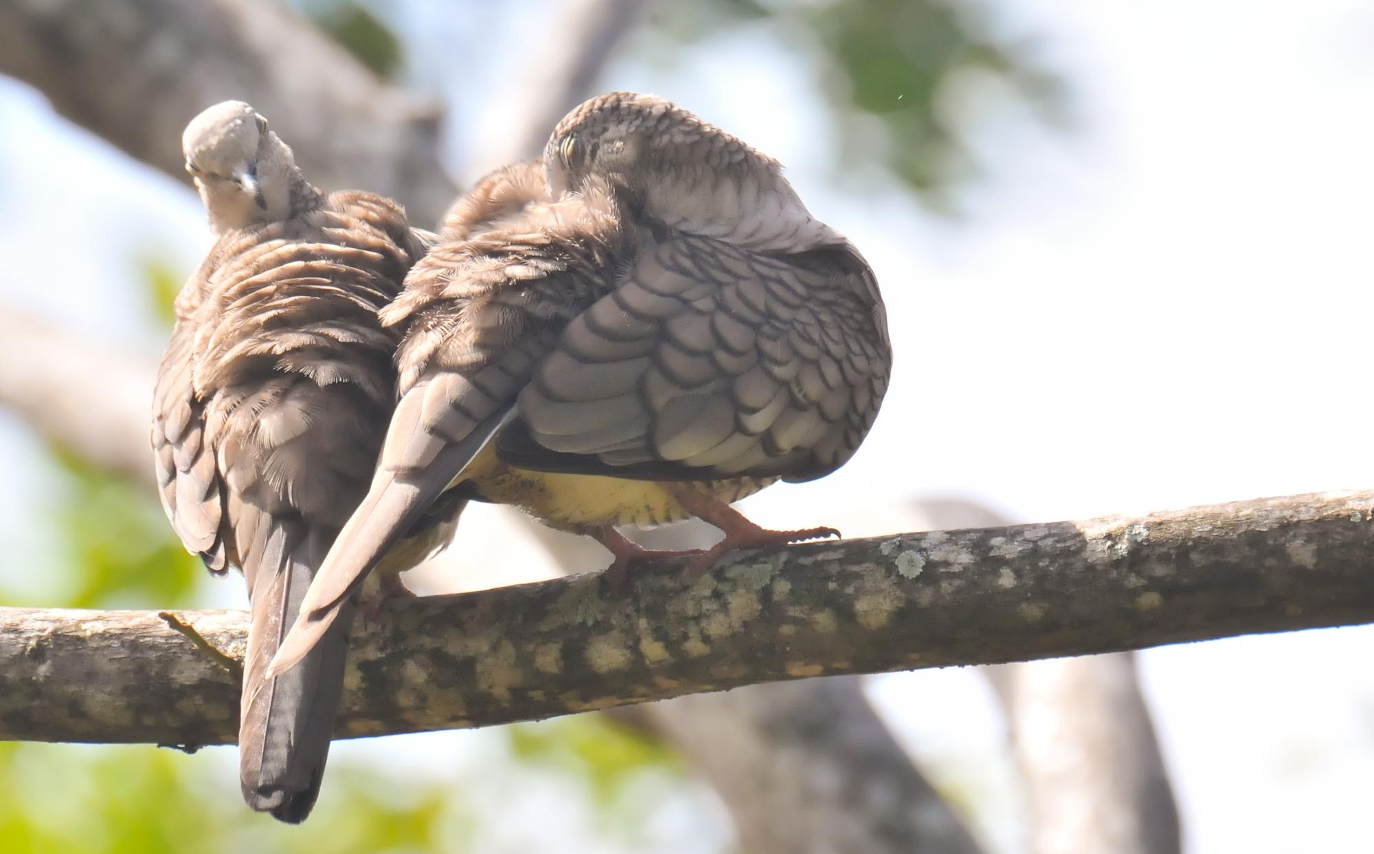 ./20120315_Inca_Dove_Ometepe_Island_Lake_Nicaragua_TC1_0596.jpg