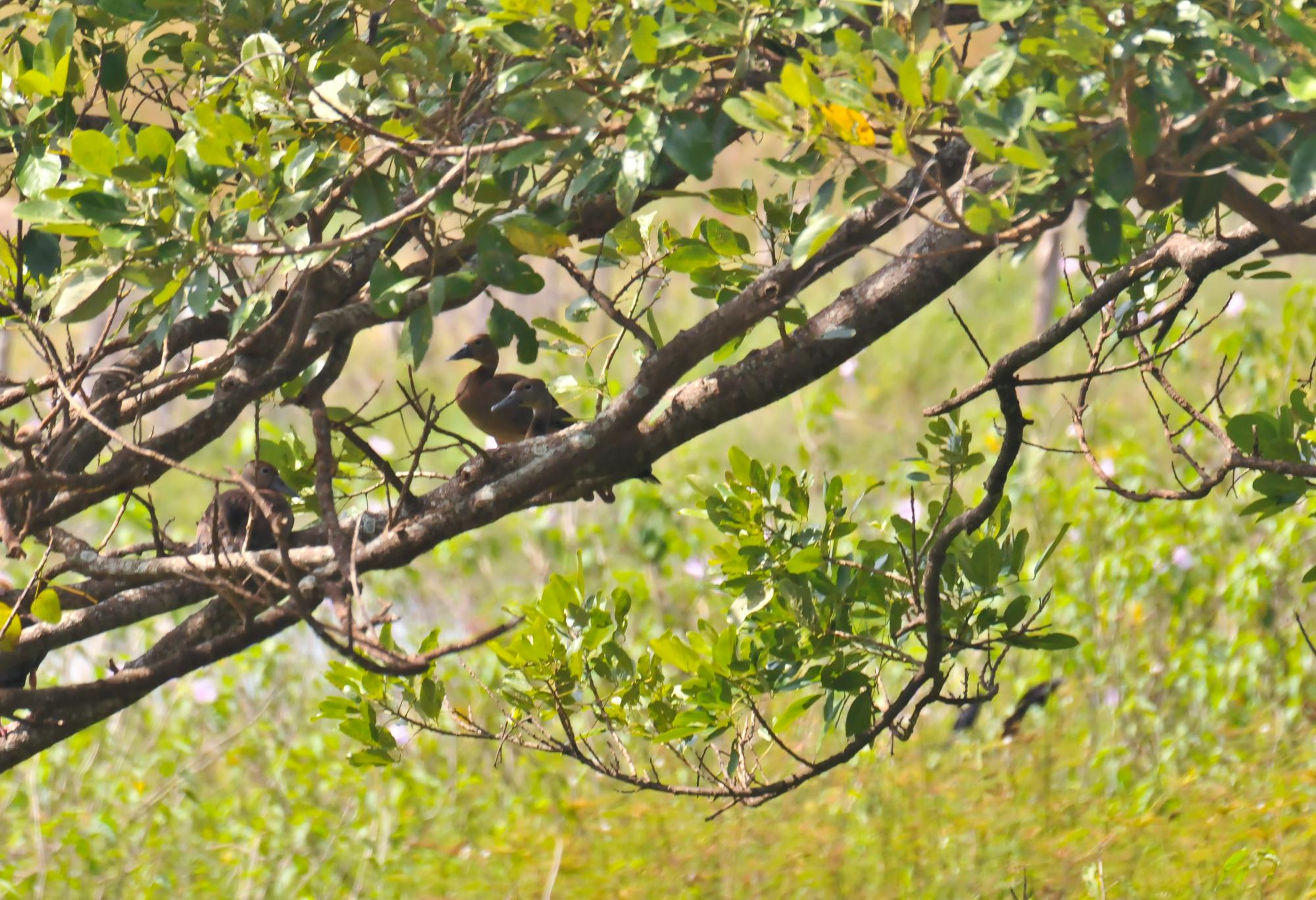 ./20120319_Fulvous_Whistling_Duck_Ometepe_Island_Nicaragua_TC1_0622.jpg