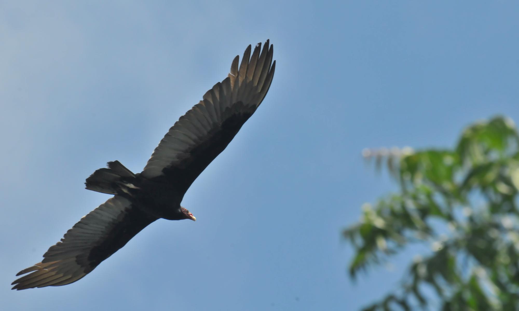 ./20120321_Turkey_Vulture_Ometepe_Island_Nicaragua_TC1_0664.jpg