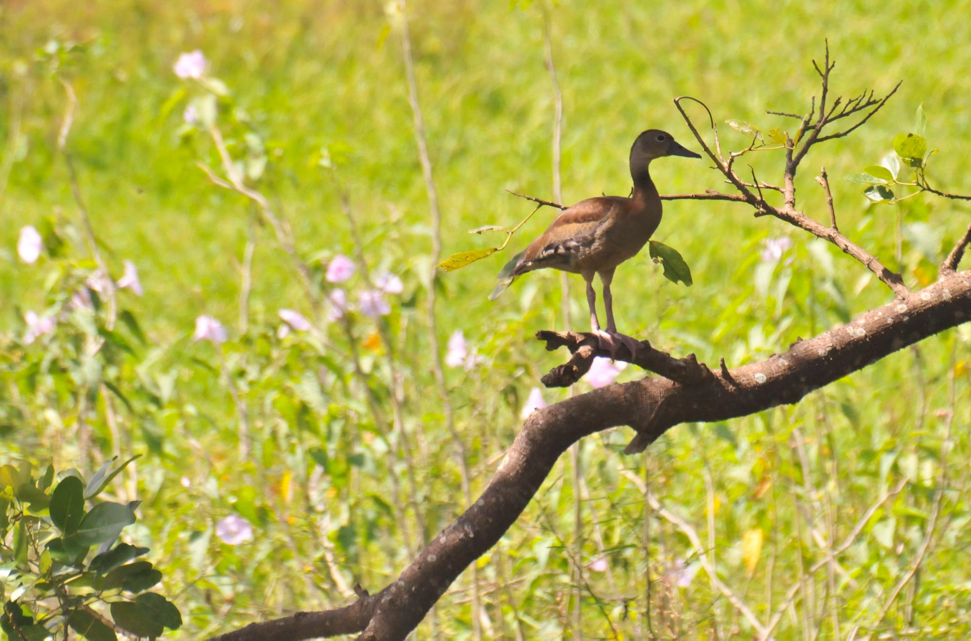 ./20120322_Fulvous_Whistling_Duck_Ometepe_Island_Nicaragua_TC1_0643.jpg