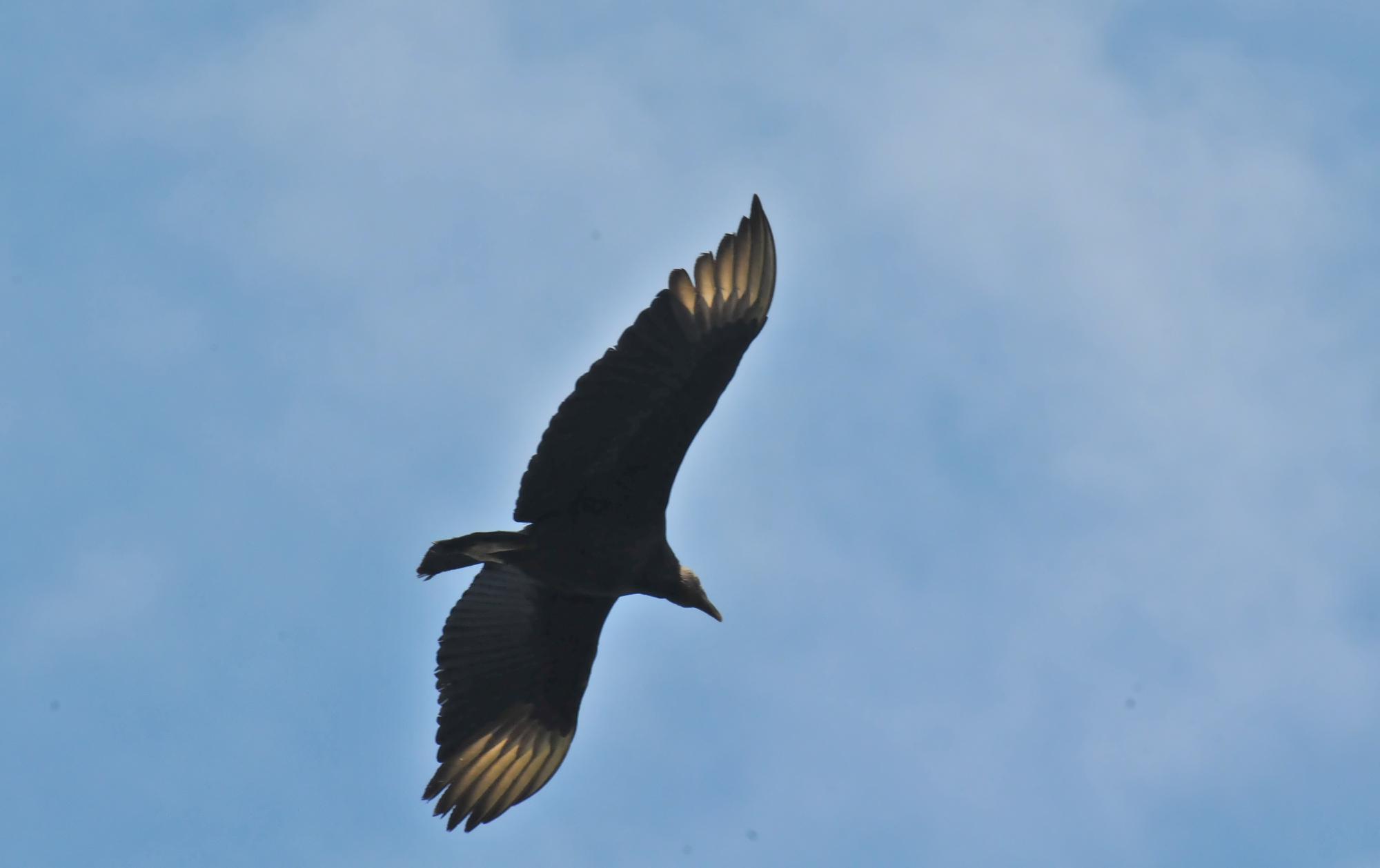 ./20120326_Black_Vulture_Ometep_Island_Nicaragua_TC1_0665.jpg