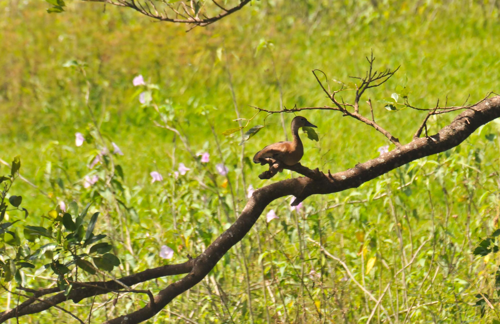 ./20120328_Fulvous_Whistling_Duck_Ometepe_Island_Nicaragua_TC1_0629.jpg