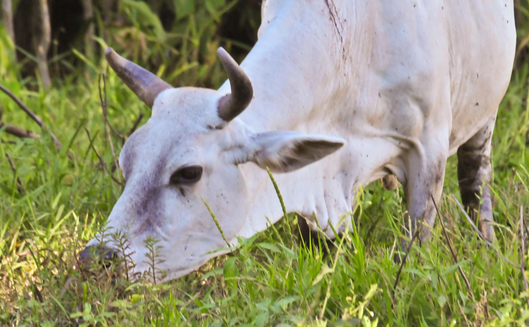 ./20120329_White_Cow_Lush_Pasture_Omtepe_Island_Nicaragua_TC1_0759.jpg