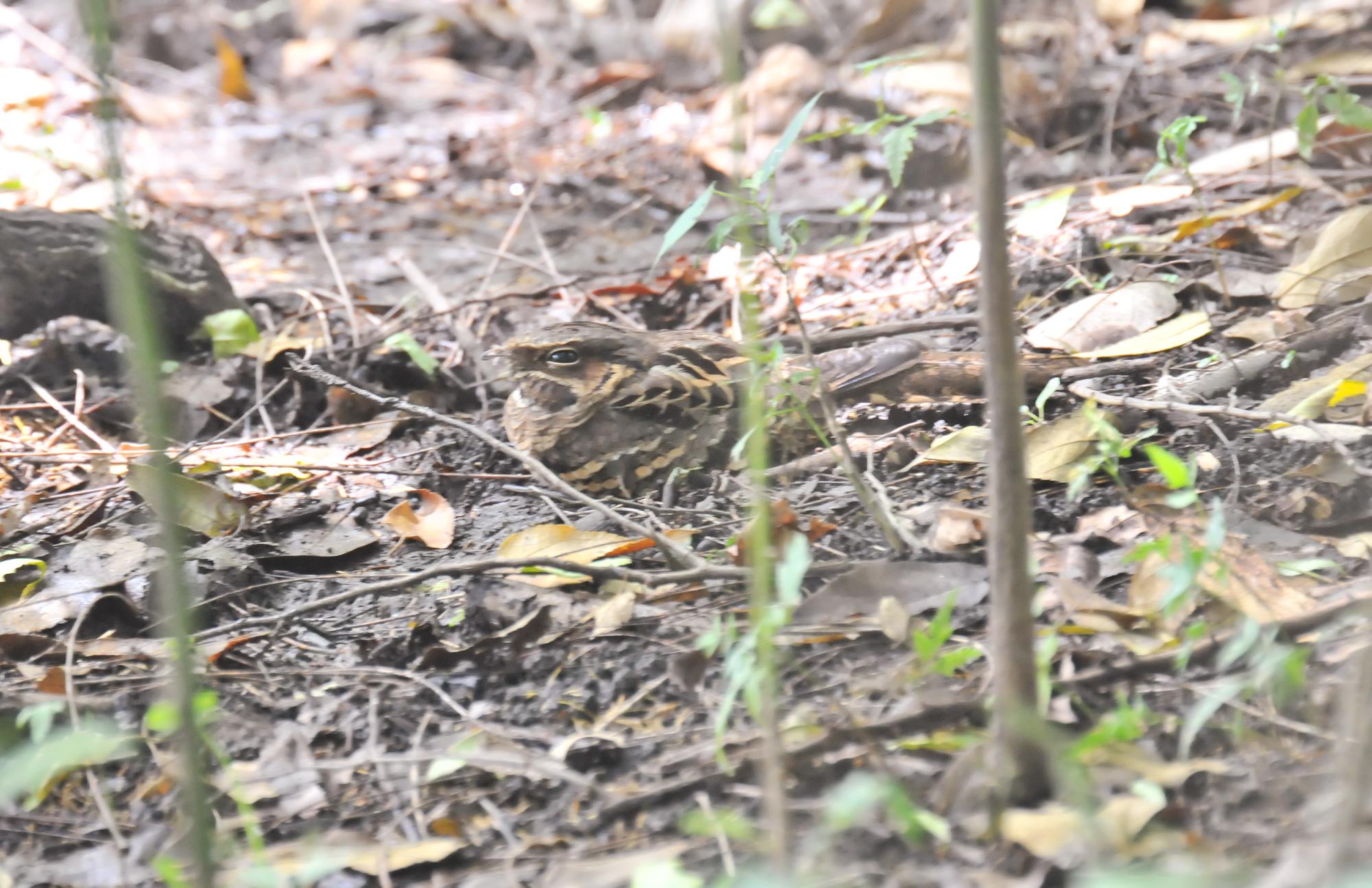 ./20120405_Common_Pauraque_Ometepe_Island_Nicaragua_TC1_0717.jpg