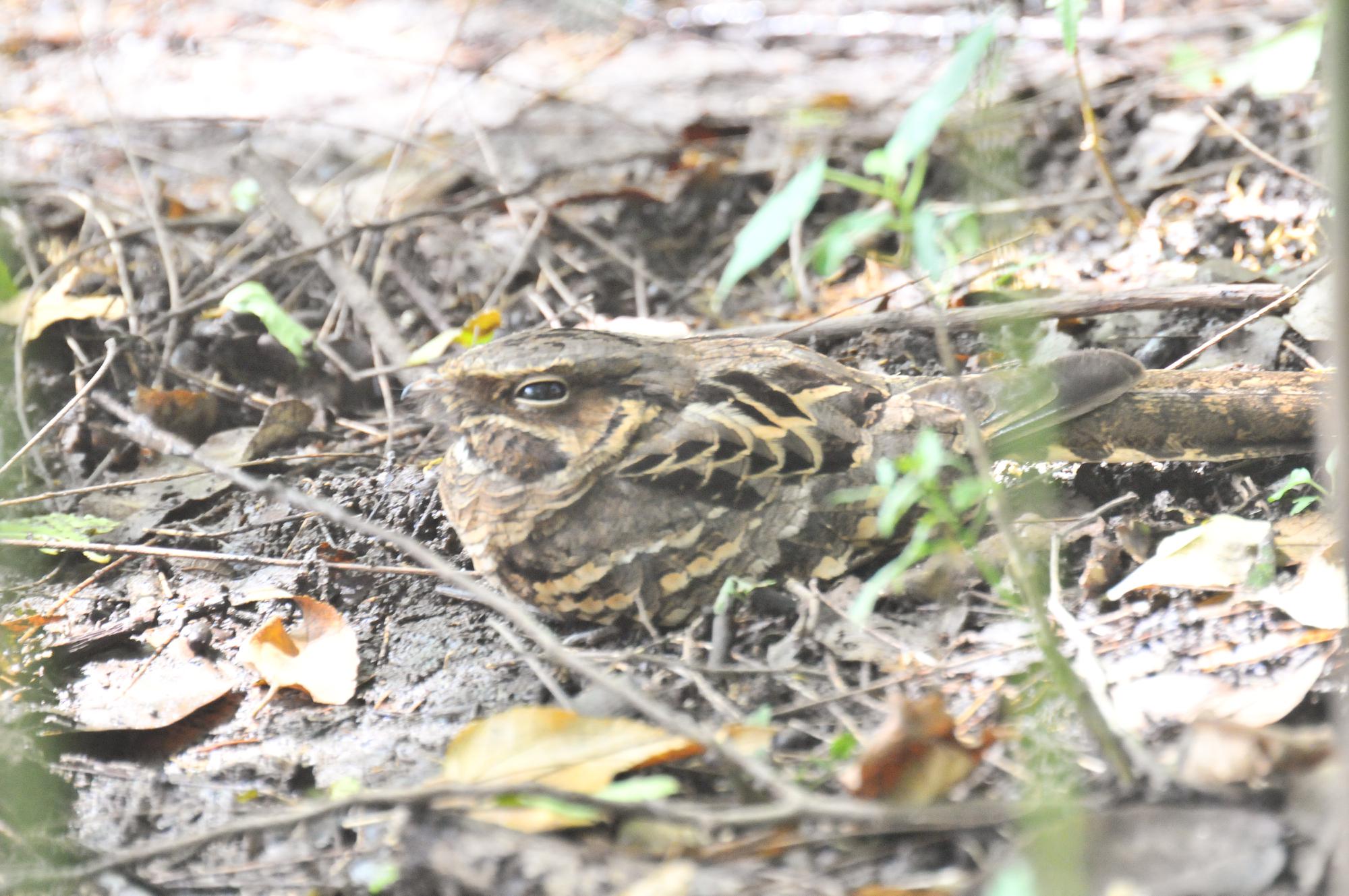 ./20120409_Common_Pauraque_Ometepe_Island_Lake_Nicaragua_TC1_0726.jpg