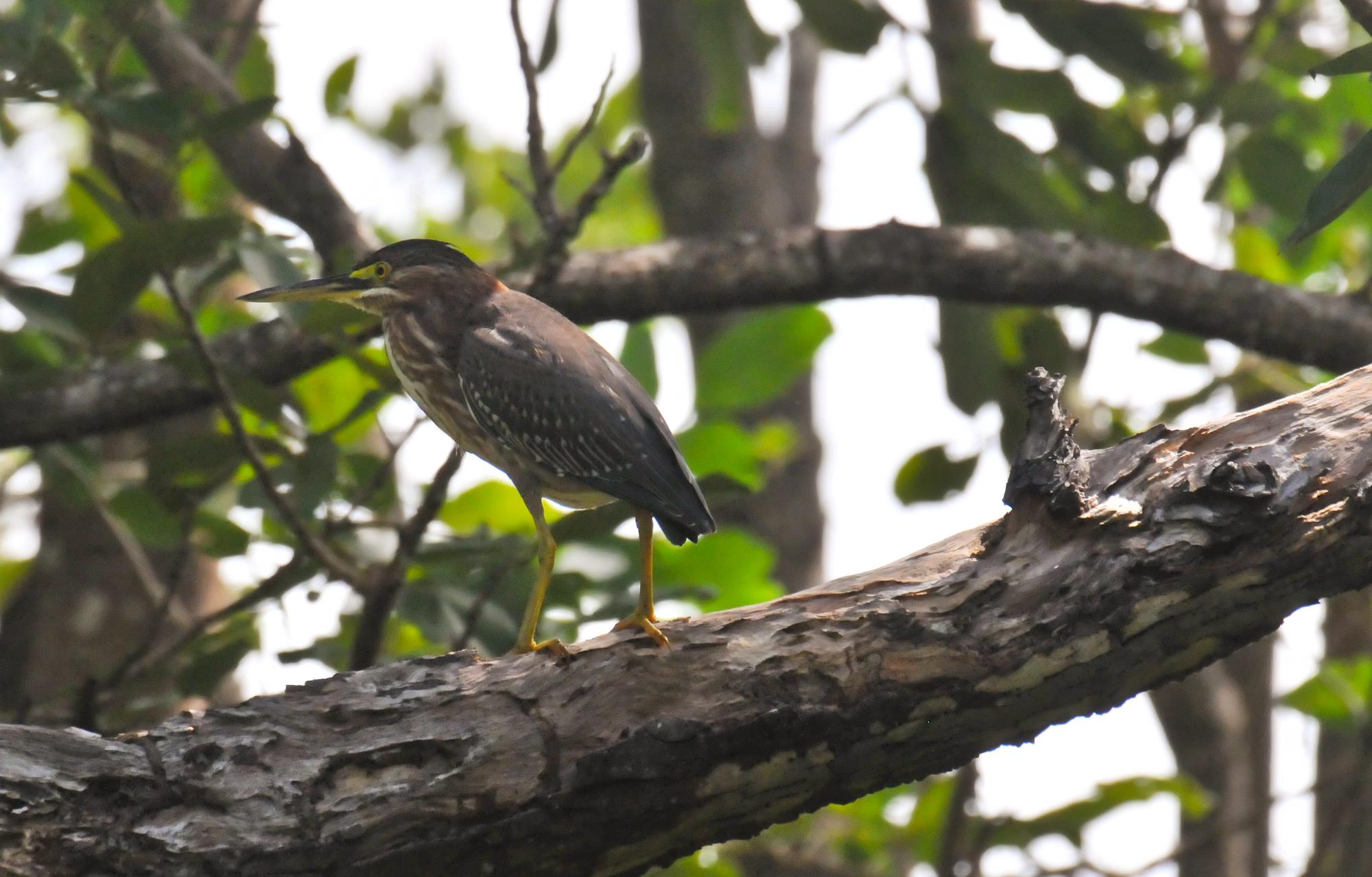 ./20120419_Green_Heron_Ometepe_Island_Lake_Nicaragua_TC1_0736.jpg