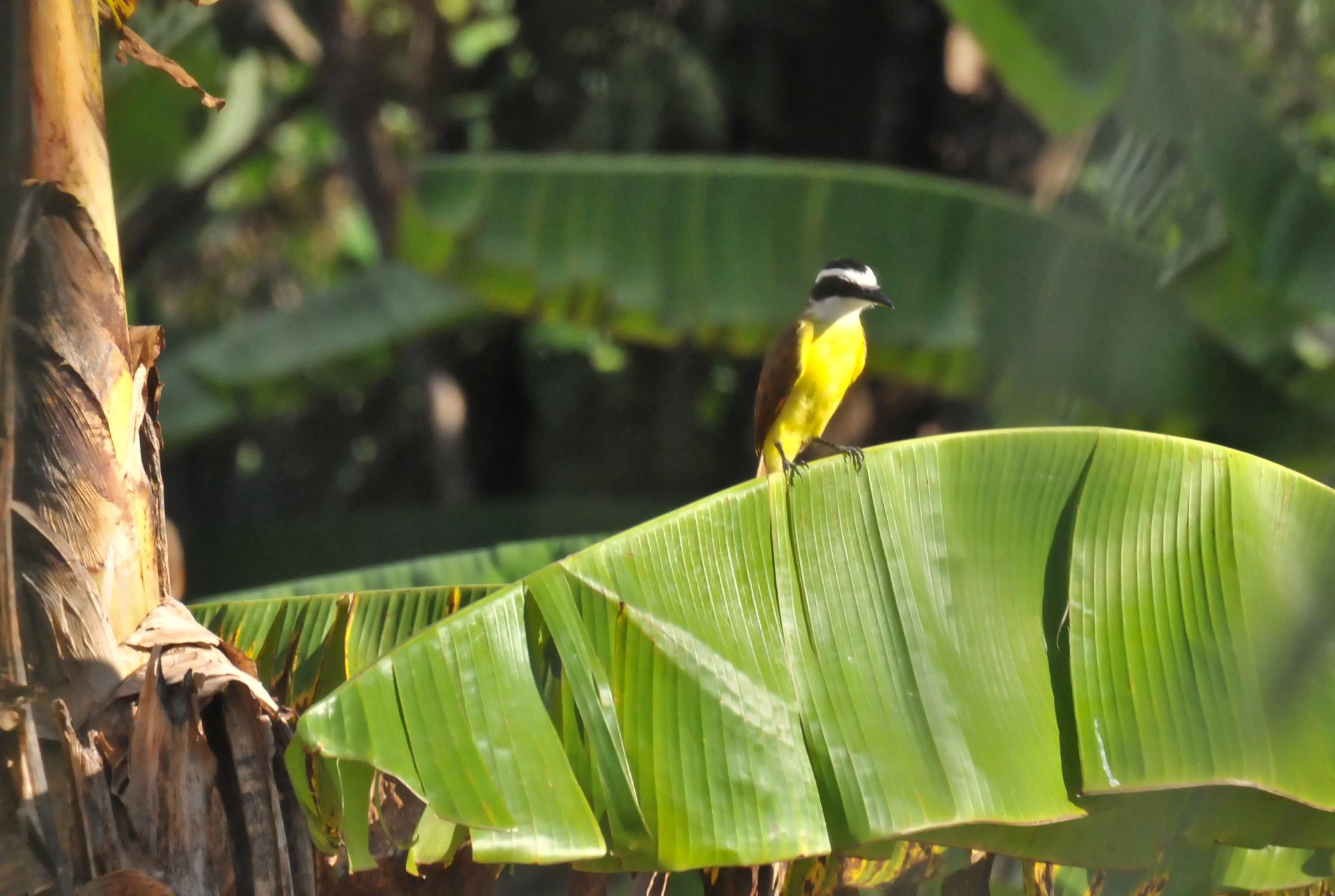 ./20120503_Great_Kiskadee_Ometepe_Island_Nicaragua_TC1_0629.jpg