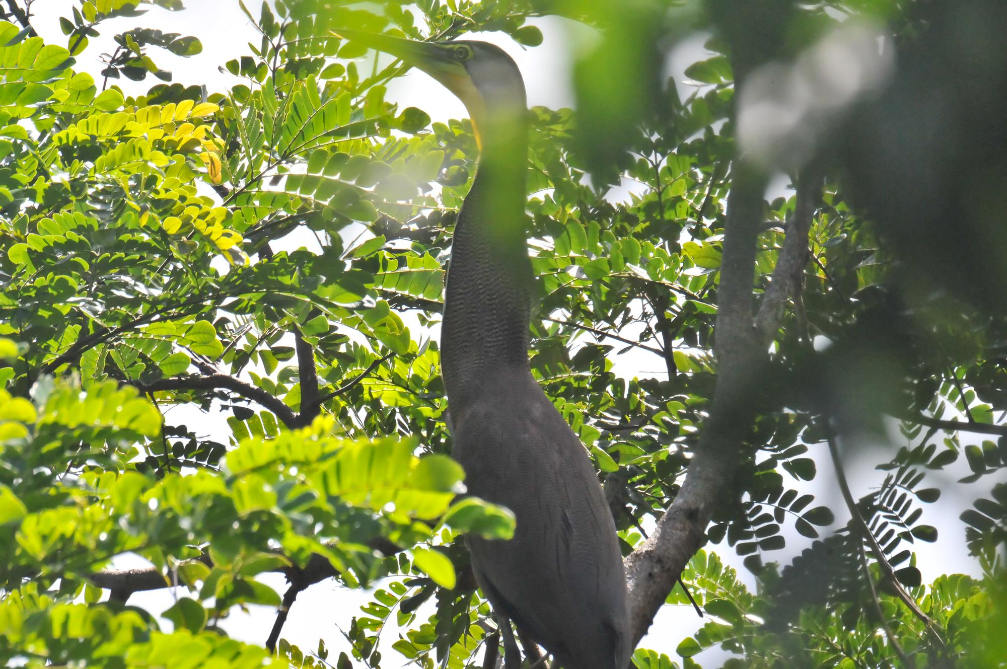 ./20120507_Bare-throated-Tiger_Heron_Ometepe_Island_Nicaragua_TC1_0742.jpg